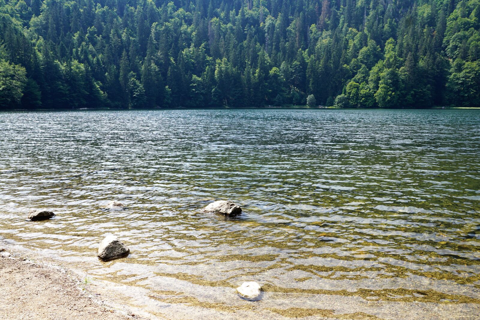 Sony ILCA-77M2 + Sony DT 16-50mm F2.8 SSM sample photo. Forest, feldberg, landscape photography