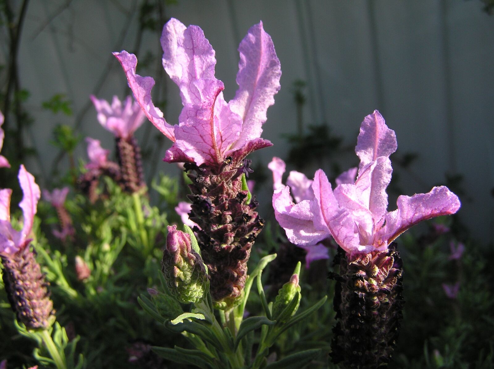 Olympus C750UZ sample photo. Mauve flower, lavender, fragrant photography