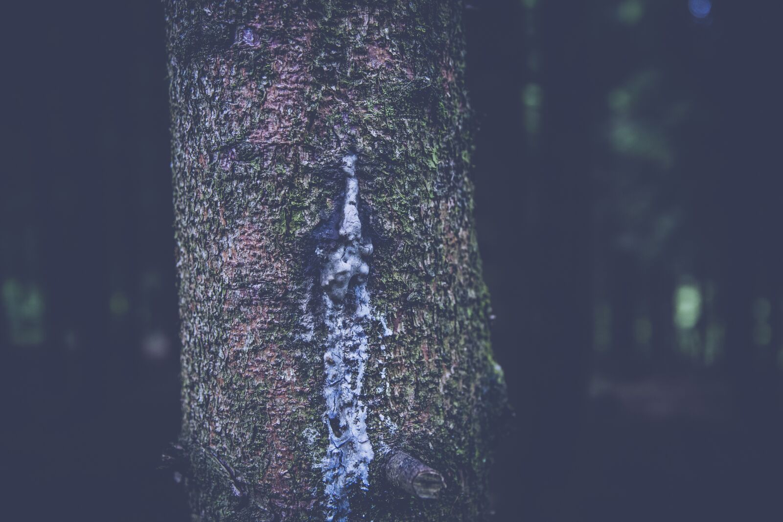 Canon EF 24-70mm F2.8L II USM sample photo. Forest, wood, log photography
