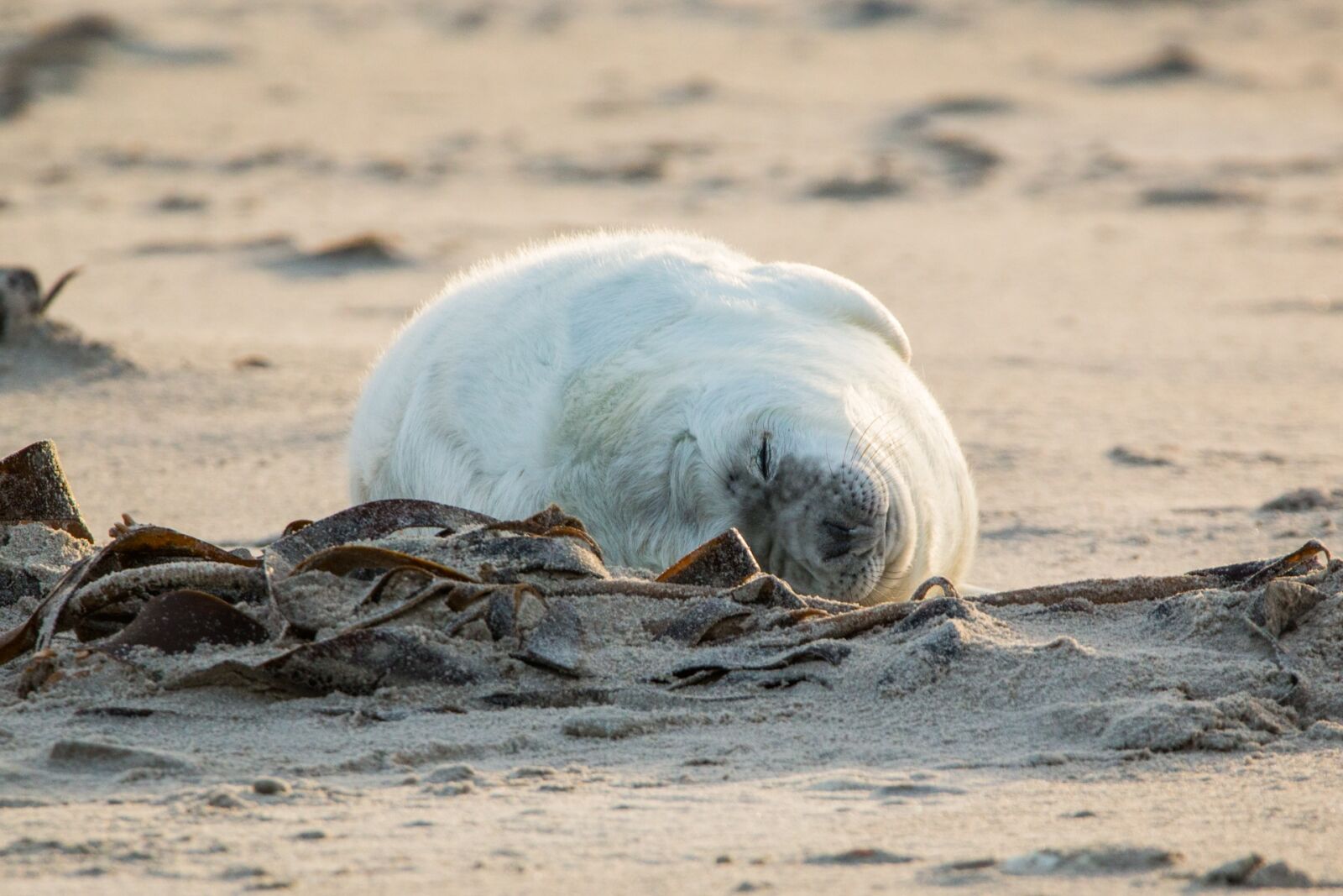 Canon EOS 70D + 150-600mm F5-6.3 DG OS HSM | Contemporary 015 sample photo. Robbe, grey seal, helgoland photography