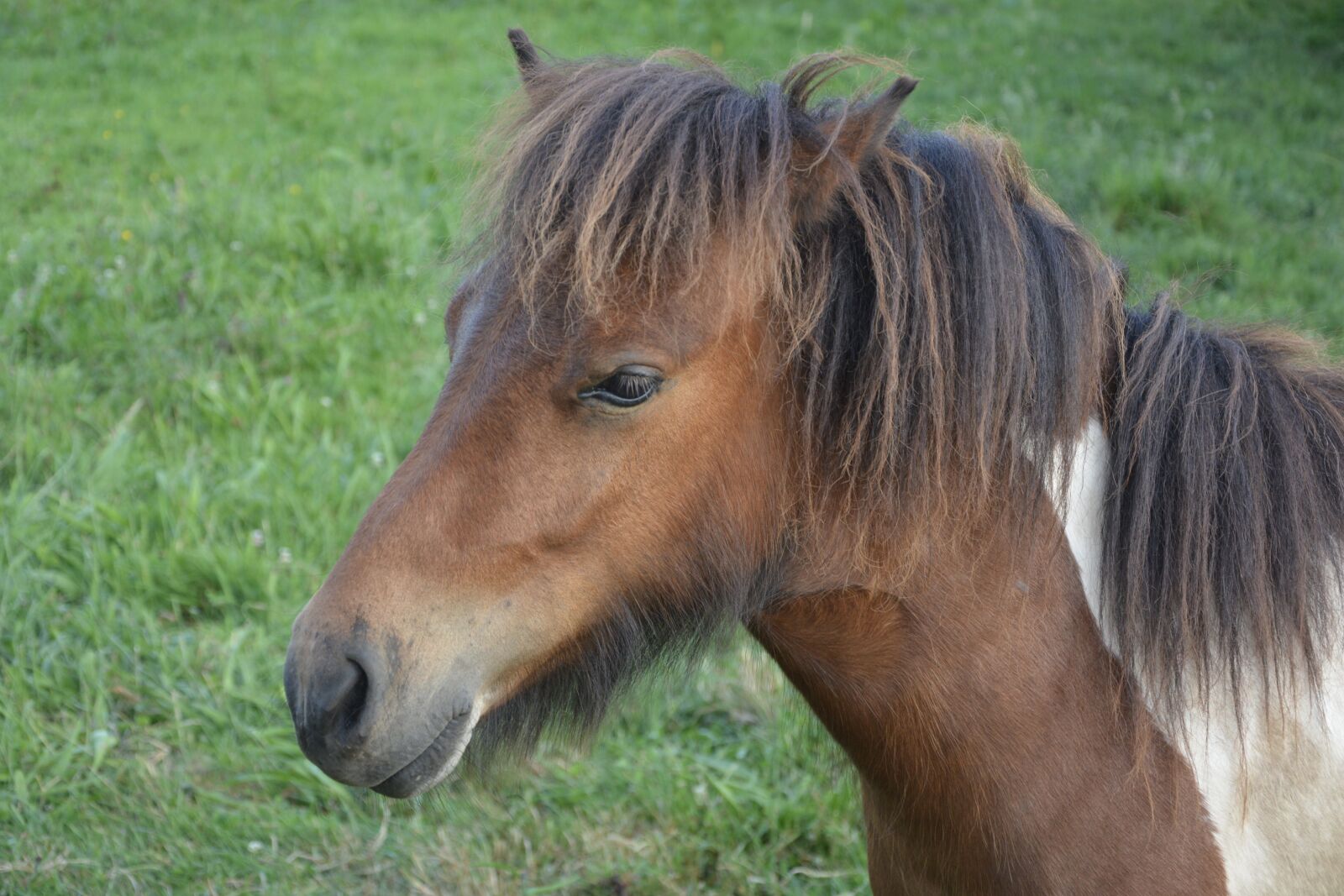Nikon D5200 sample photo. Pony-shetland, small-horse, pony photography