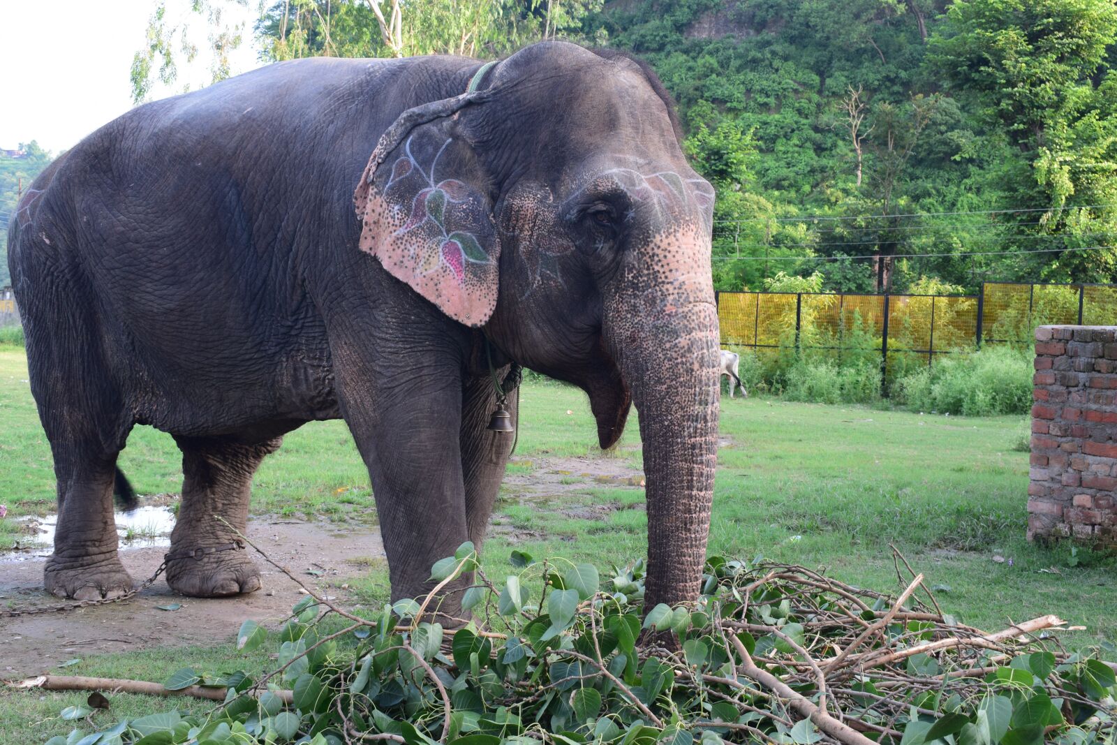 Nikon D3300 sample photo. Elephant, domestic, india photography