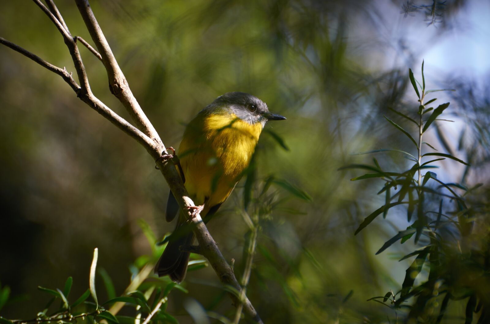 Nikon D5100 sample photo. Yellow breasted robin, birds photography