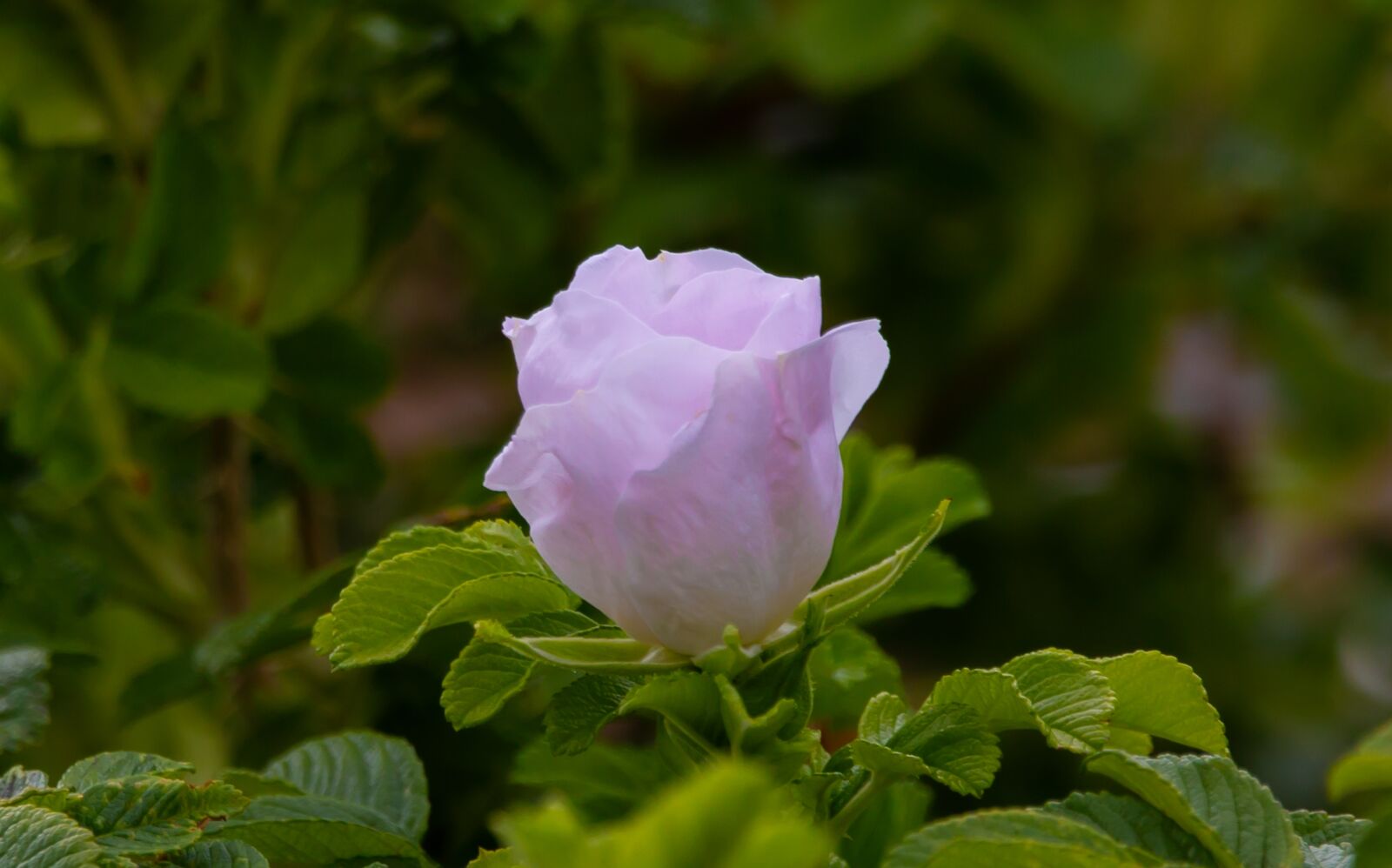 150-600mm F5-6.3 DG OS HSM | Contemporary 015 sample photo. Wild rose, rose, pink photography