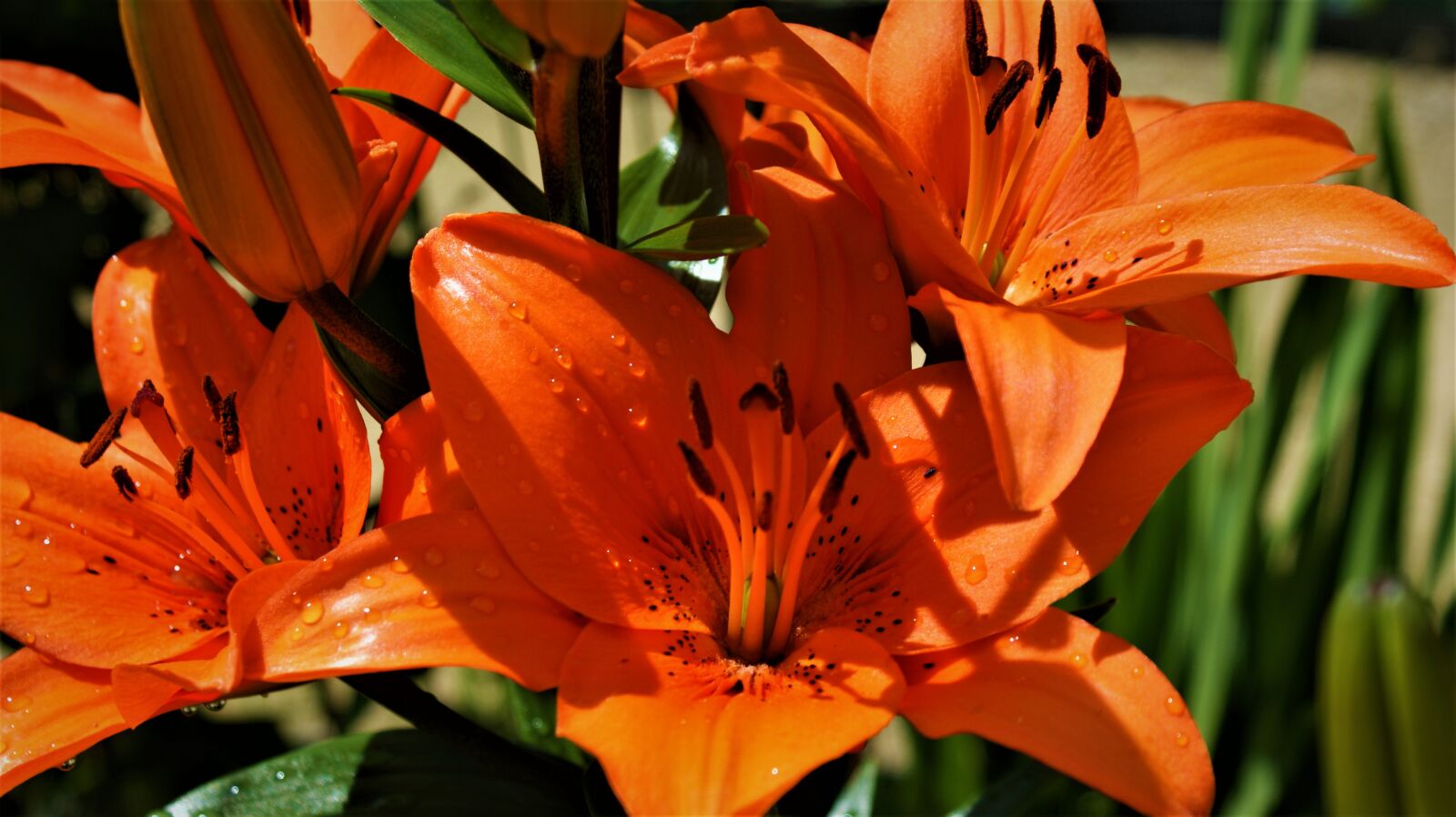 Sony Alpha DSLR-A350 sample photo. Red flower, lily, vegetable photography