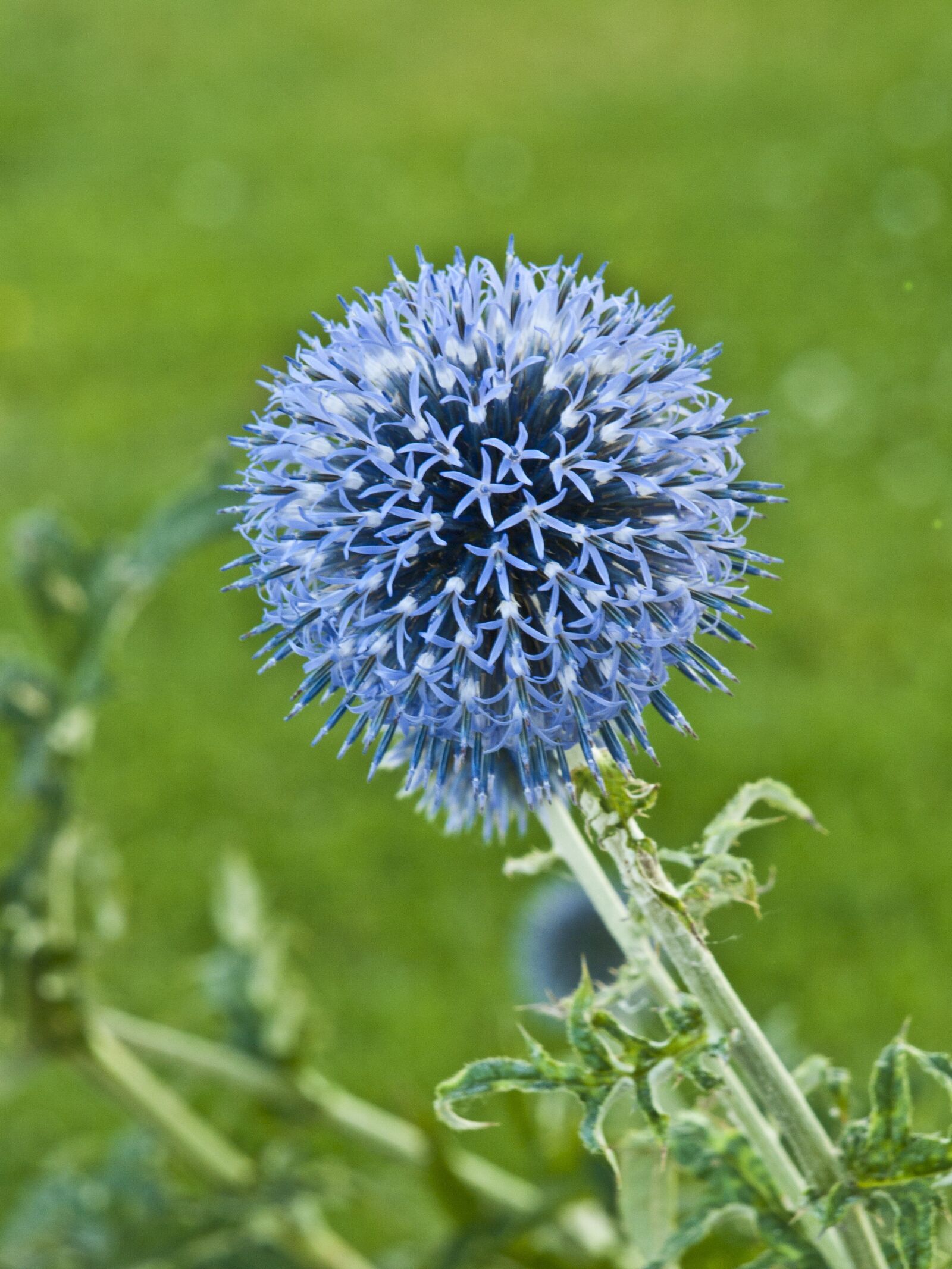 Olympus E-420 (EVOLT E-420) sample photo. Thistle, ornamental thistle, flower photography