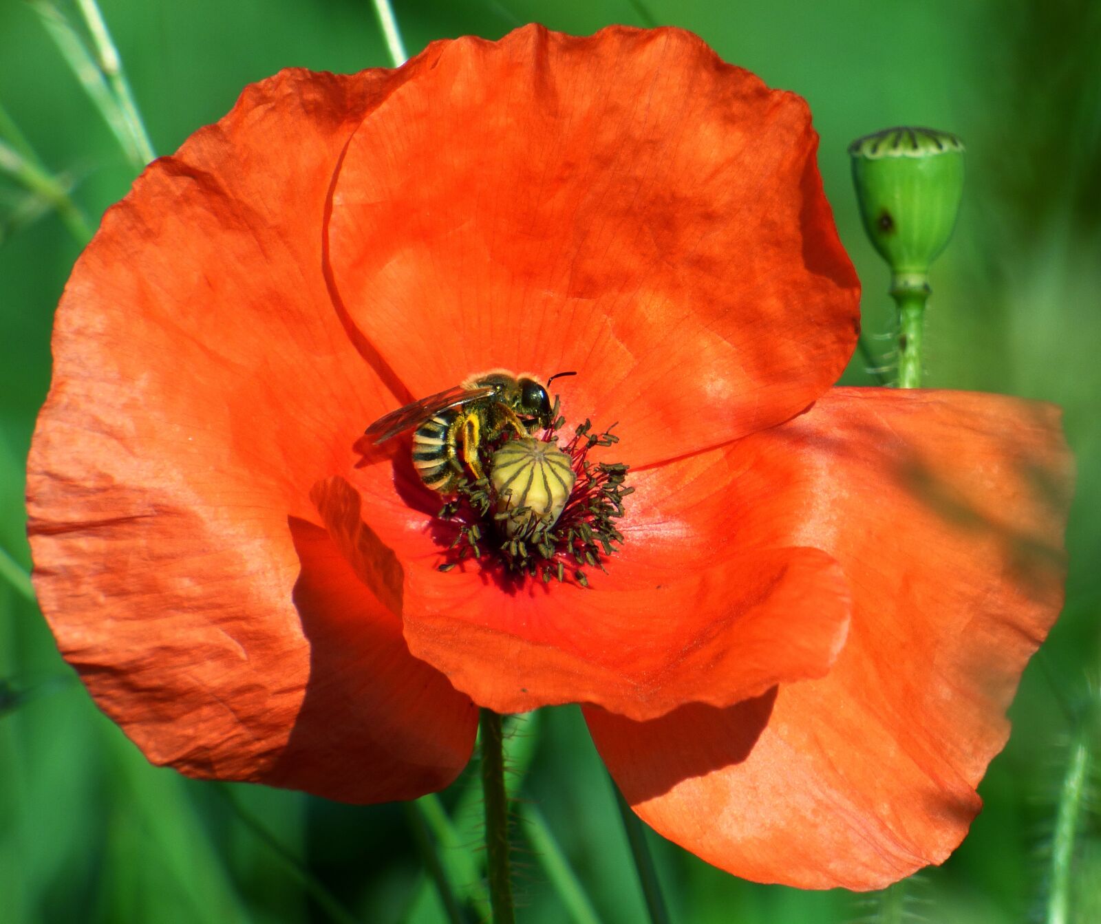Panasonic DMC-FZ72 sample photo. Flower, poppy, bee photography