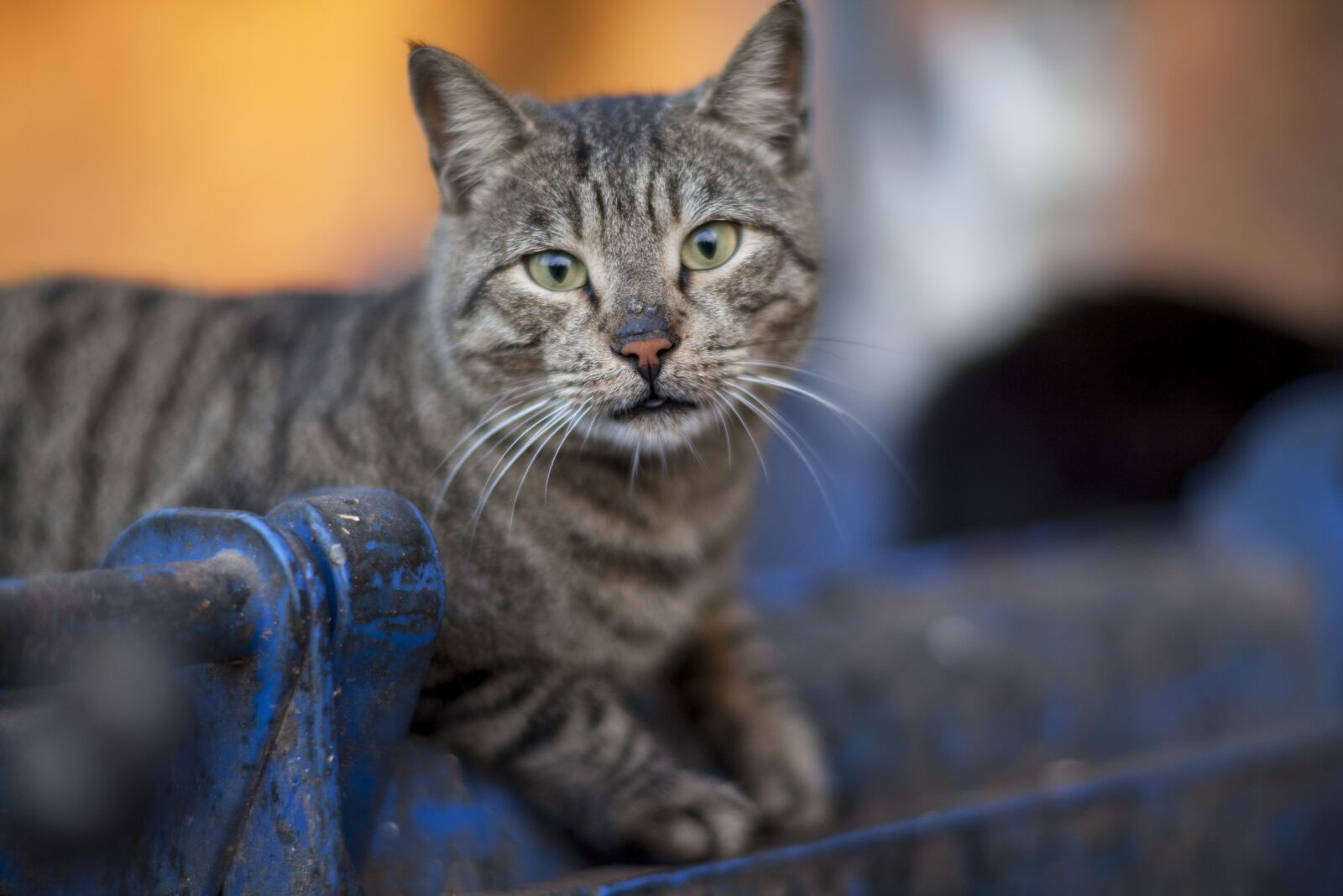 ZEISS Planar T* 85mm F1.4 sample photo. Cute, animal, nature photography