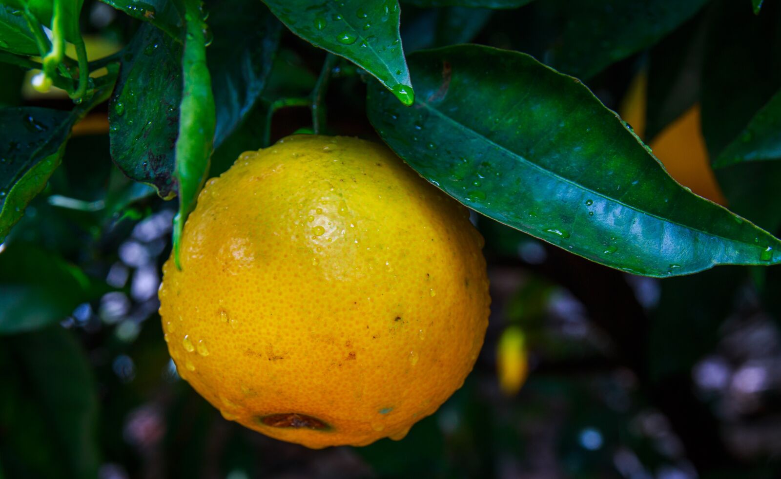 Canon EOS 650D (EOS Rebel T4i / EOS Kiss X6i) sample photo. Lemon, limone, citrus photography
