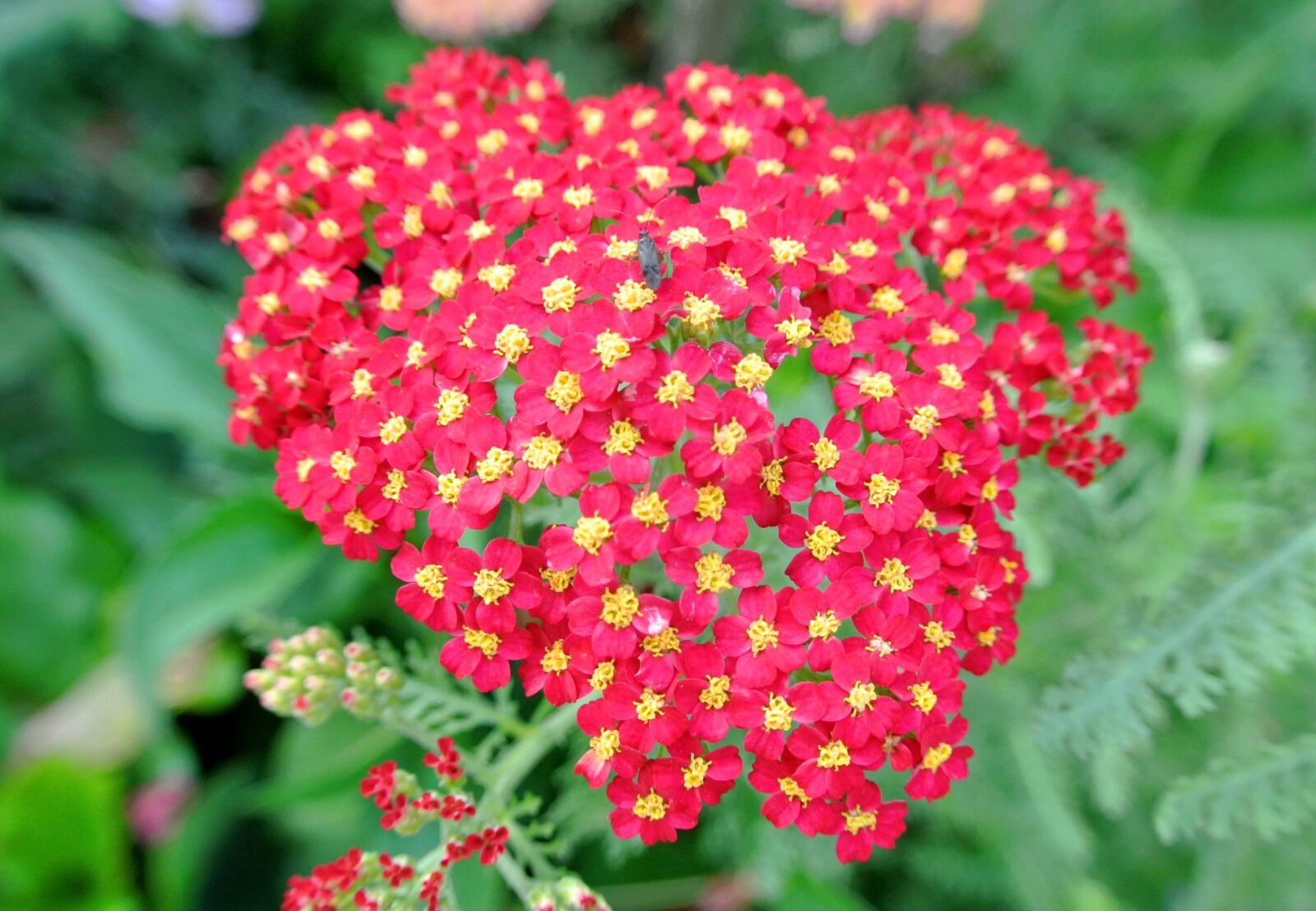 Nikon 1 J1 sample photo. Flowers, red, garden photography
