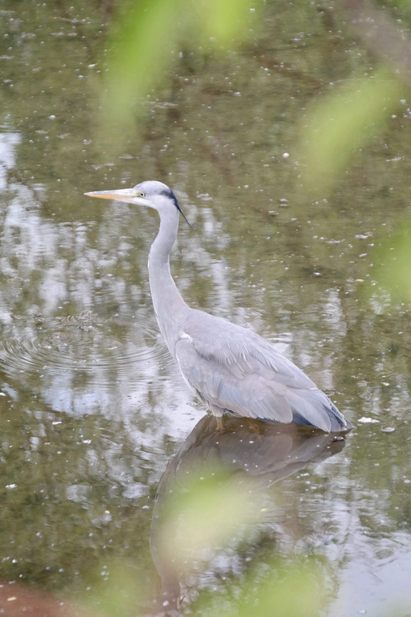 Samsung NX300 sample photo. Grey heron, heron, bill photography