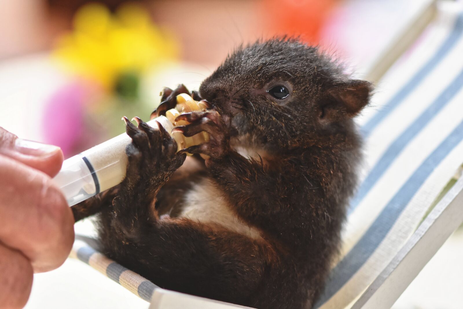 Nikon D7200 sample photo. Squirrel, baby, young animal photography