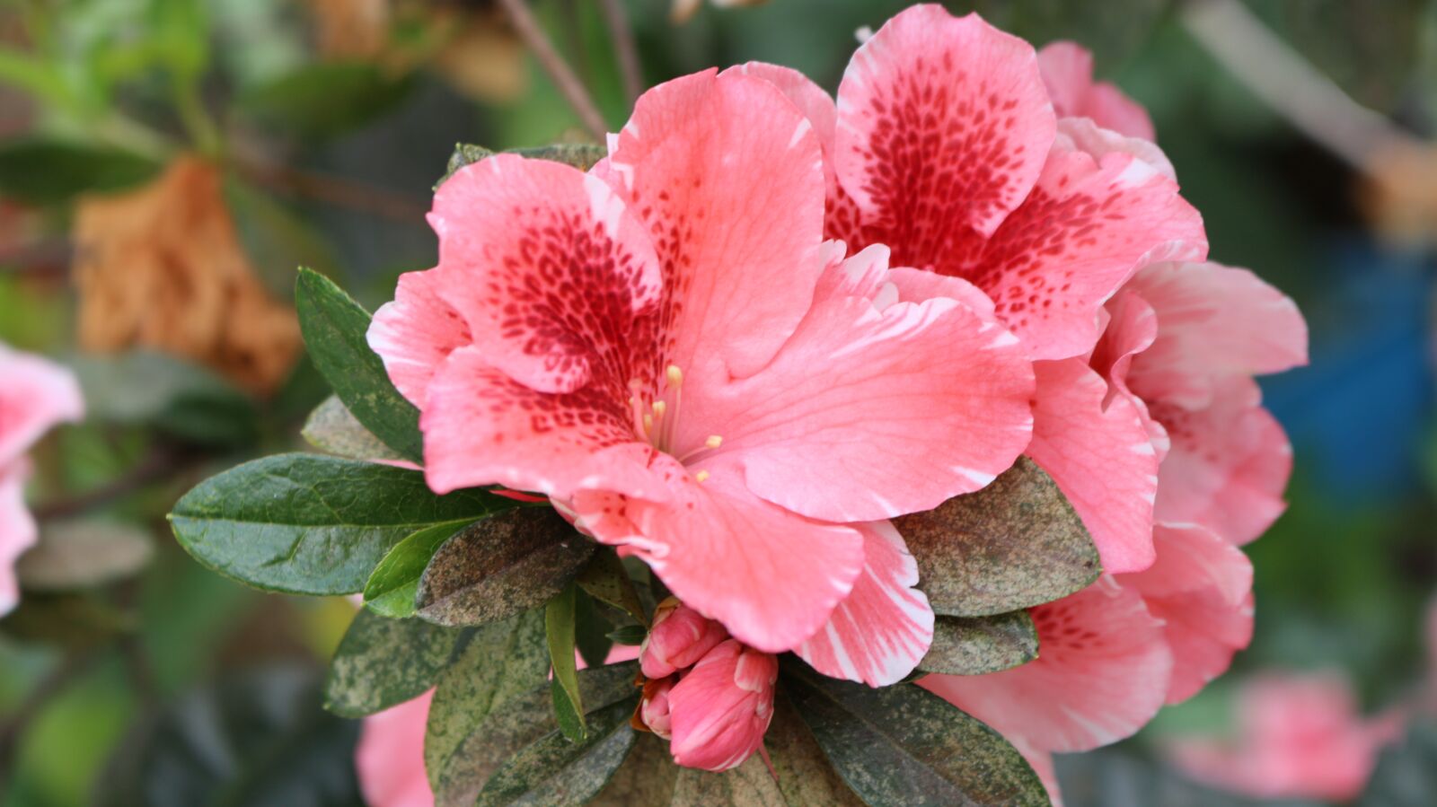 Canon EOS 700D (EOS Rebel T5i / EOS Kiss X7i) sample photo. Nature, romantic, floral photography