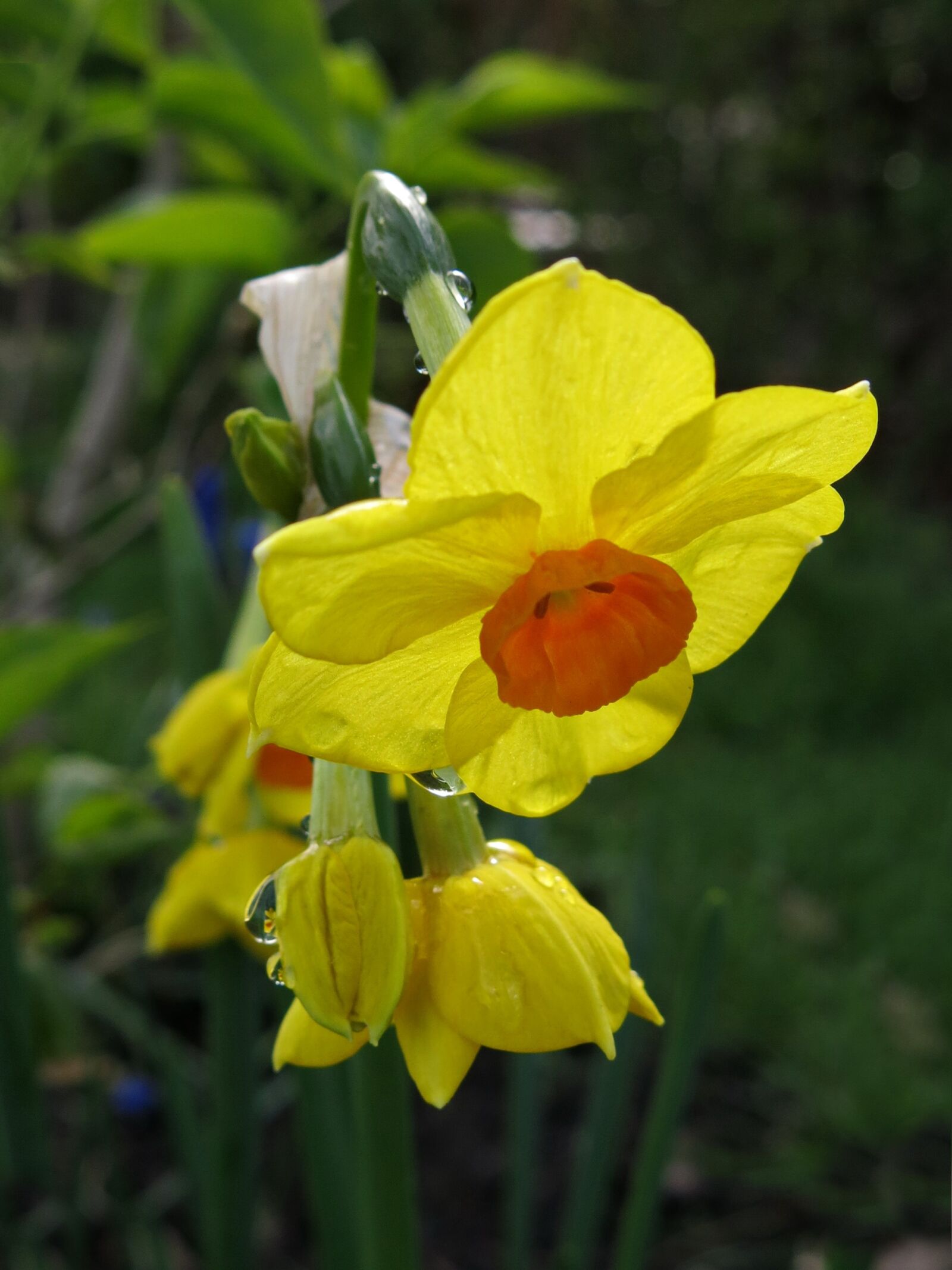 Canon PowerShot G15 sample photo. Narcissus, flower, plant photography