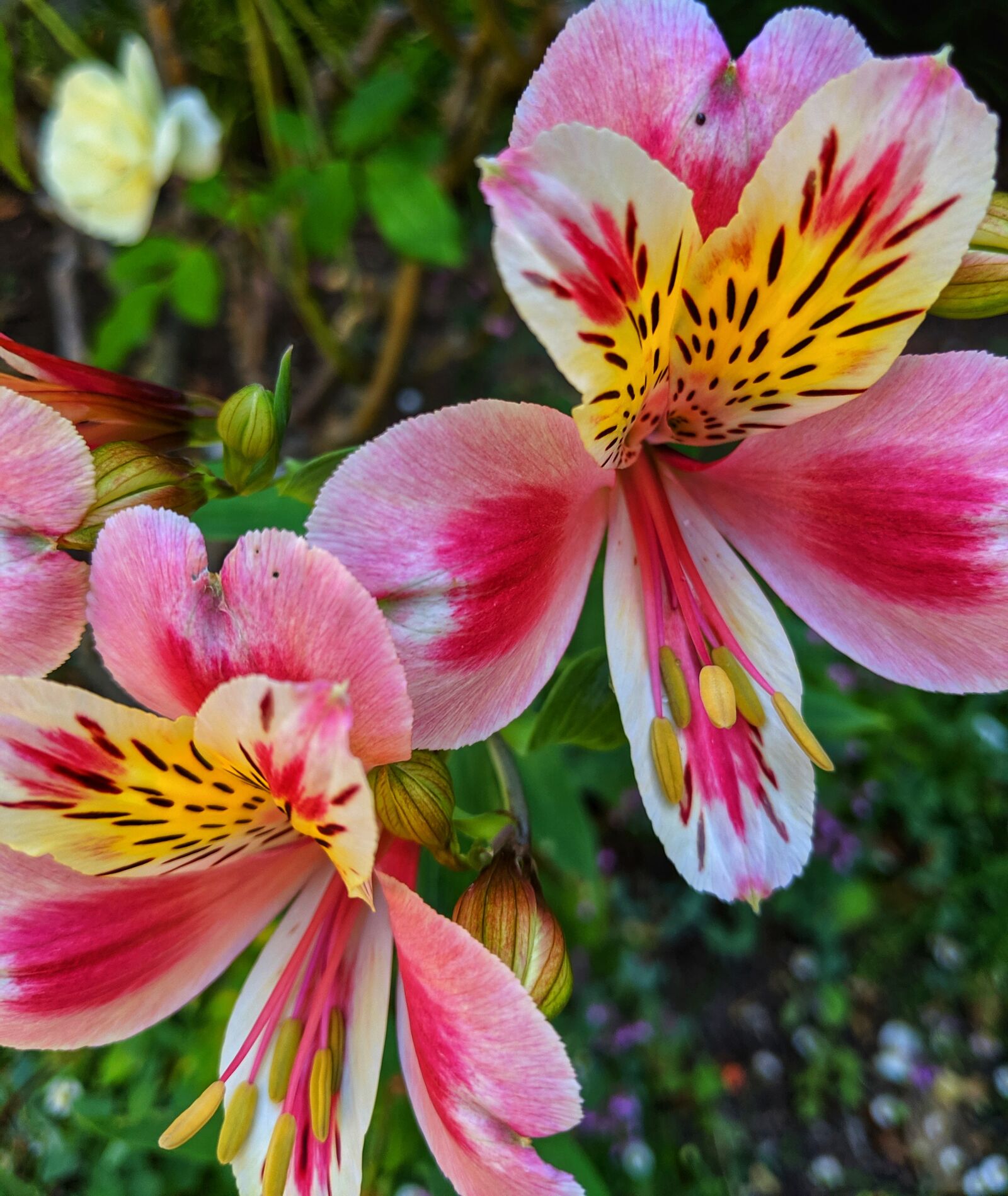 Google Pixel 3 XL sample photo. Pink flowers, peruvian lilies photography