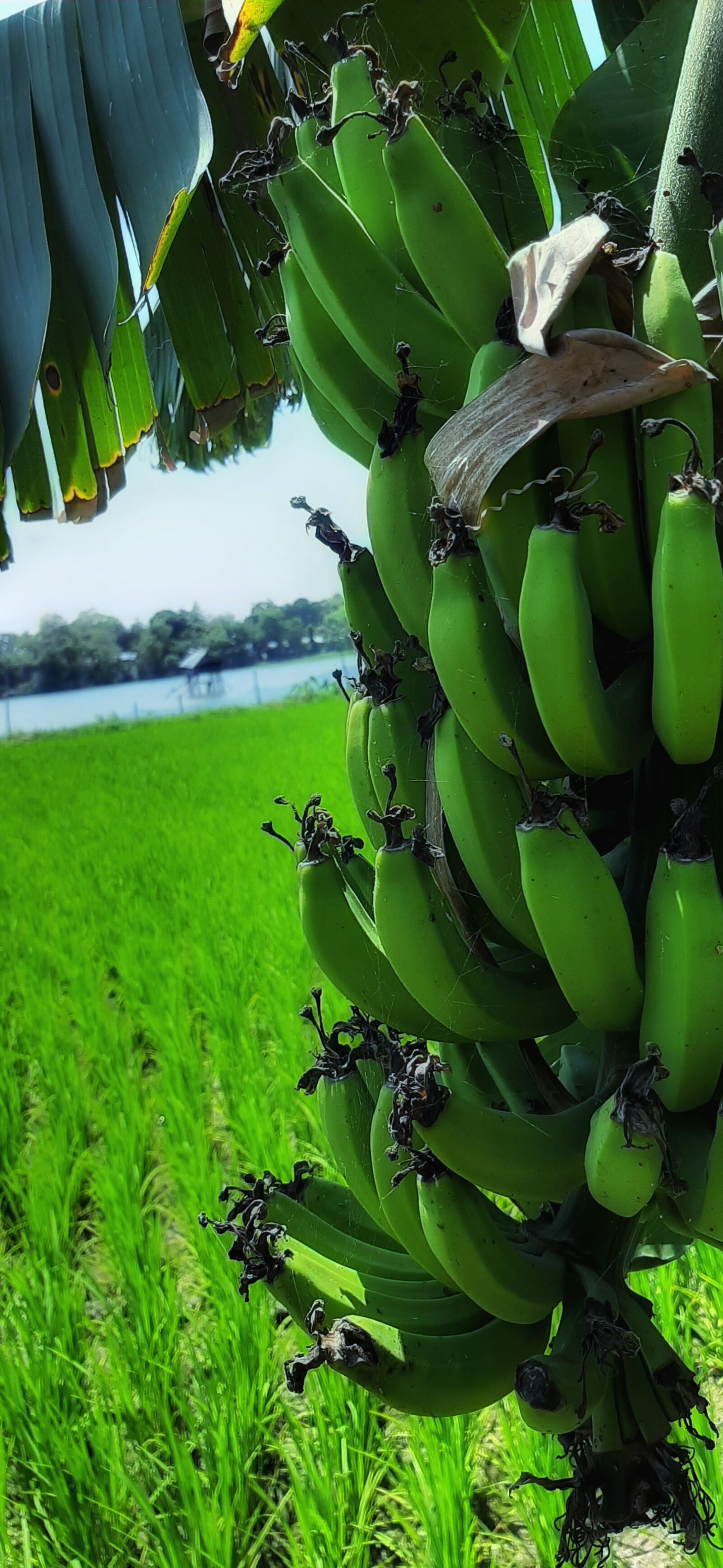 Samsung SM-A505F sample photo. Green, nature, banana photography