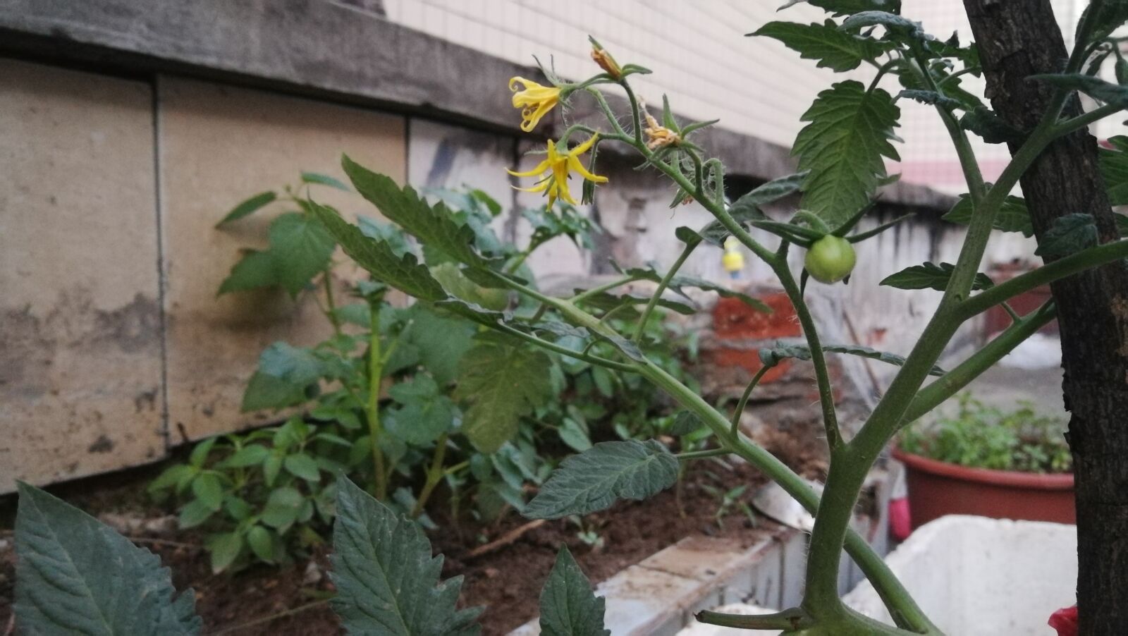 HUAWEI P10 sample photo. Plant, tomato, seedling photography