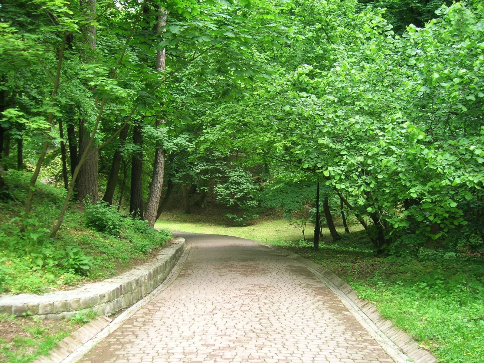 Nikon E5600 sample photo. Landscape, forest, tree, pathway photography