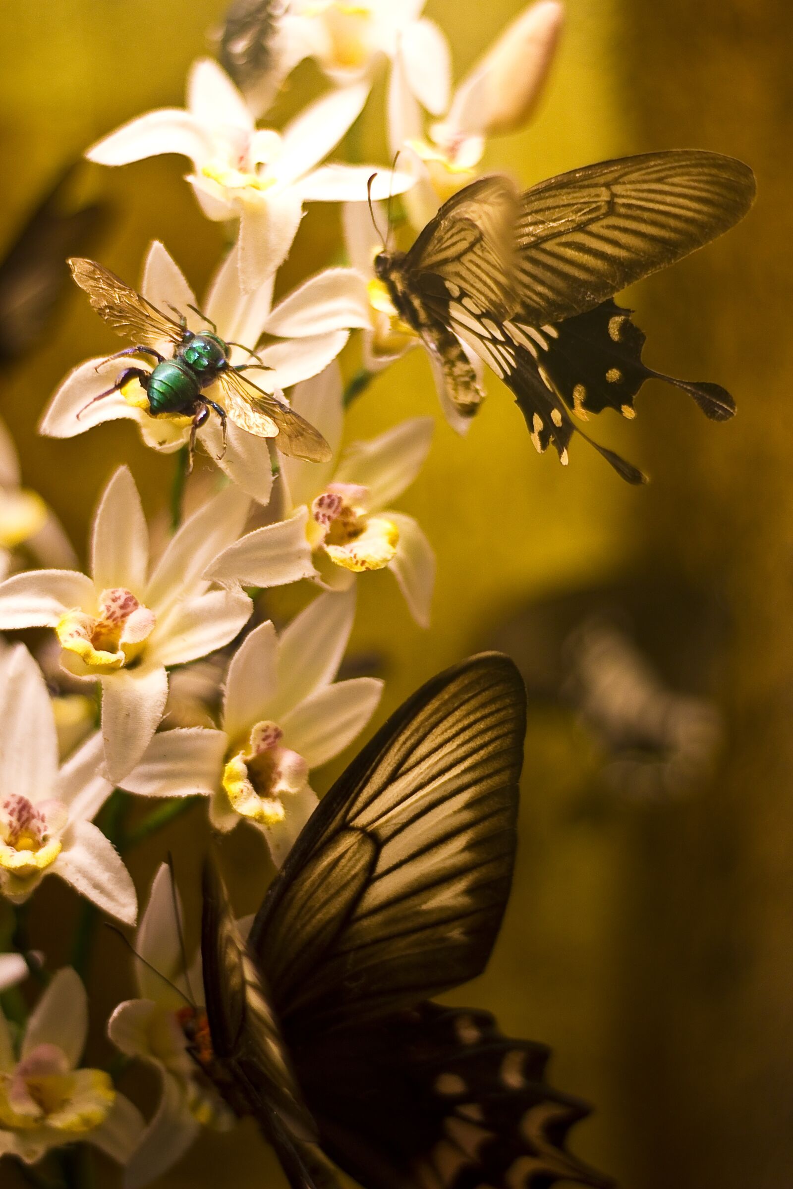 Canon EOS 600D (Rebel EOS T3i / EOS Kiss X5) sample photo. Butterflies, flying, flowers photography
