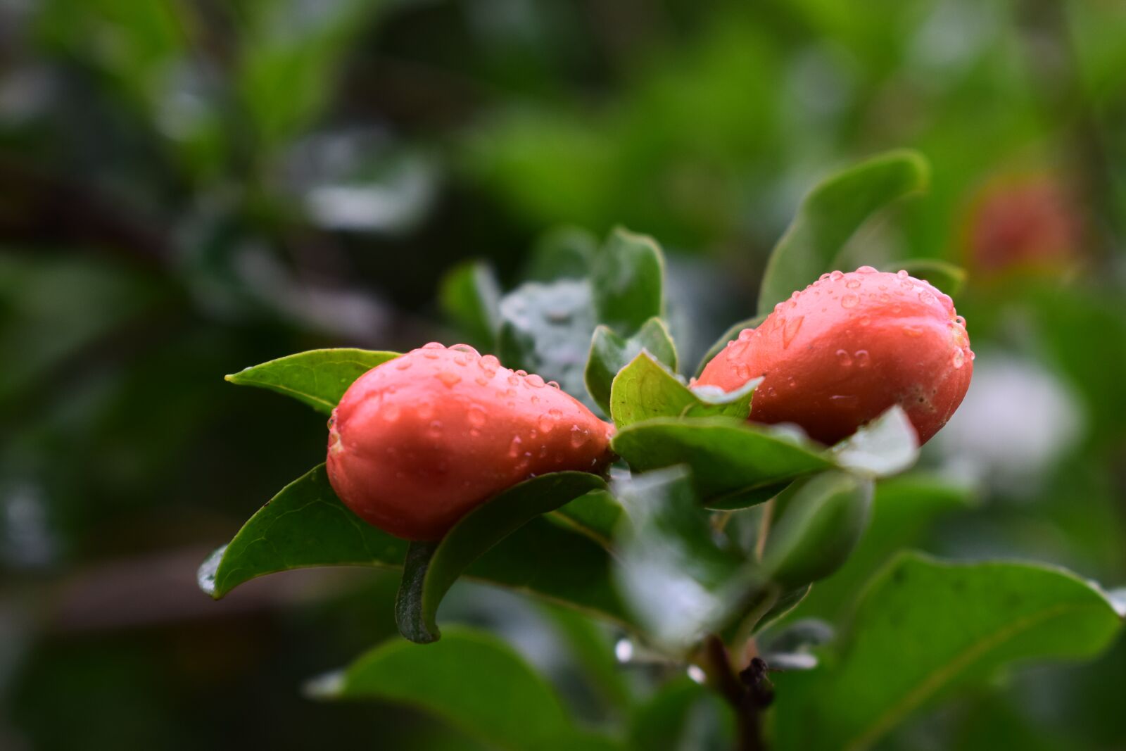Nikon D5300 sample photo. Rain, flower, nature photography