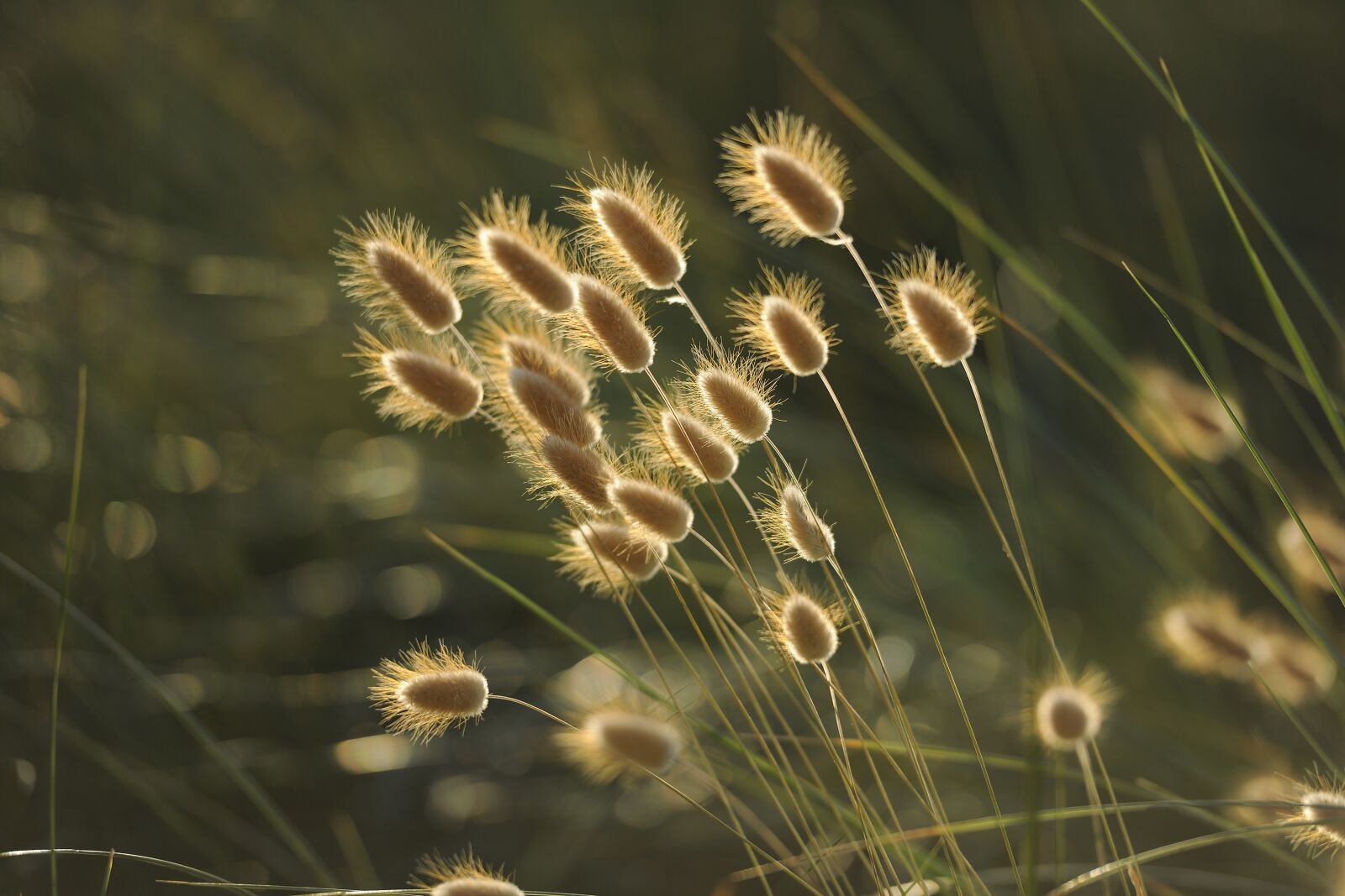Nikon D3X sample photo. Grasses, nature, seeds photography