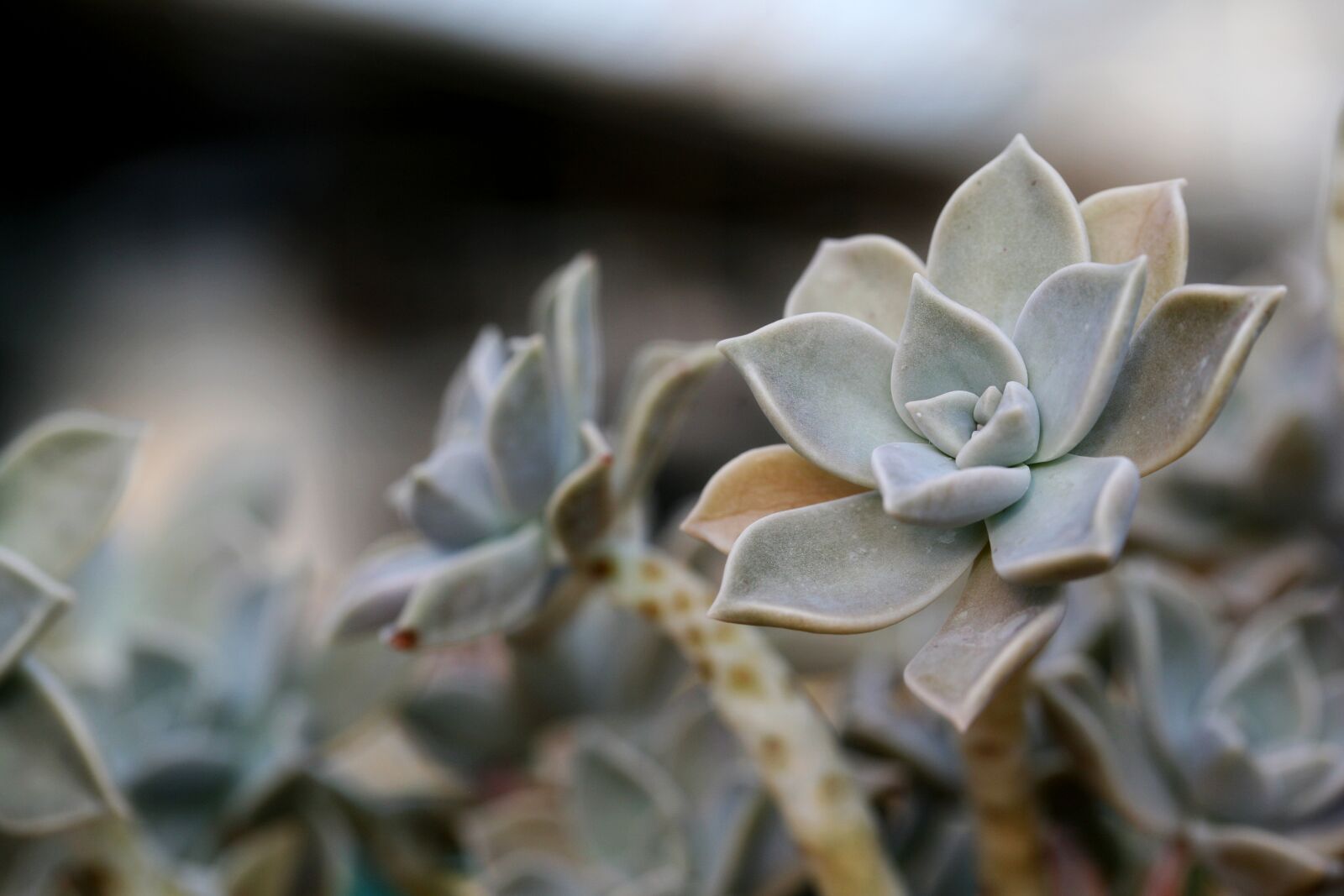 Canon EOS 5D sample photo. A fleshy plant, fleshy photography