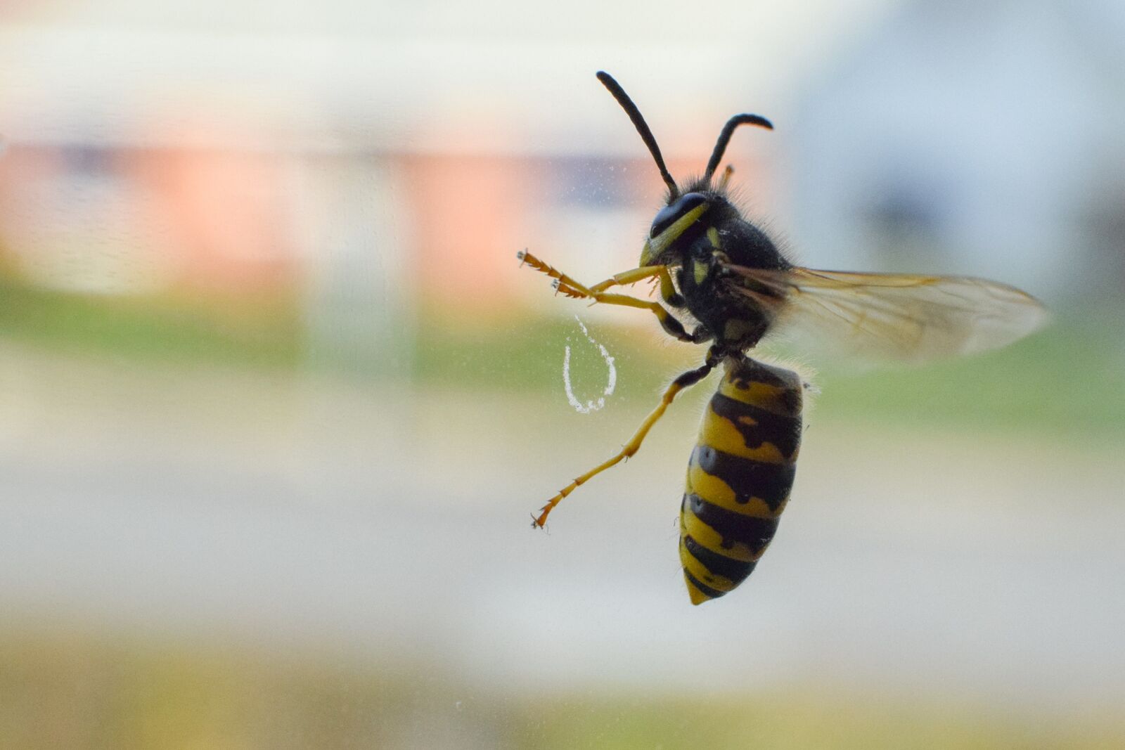 Nikon D3300 sample photo. Wasp, insect, trapped photography