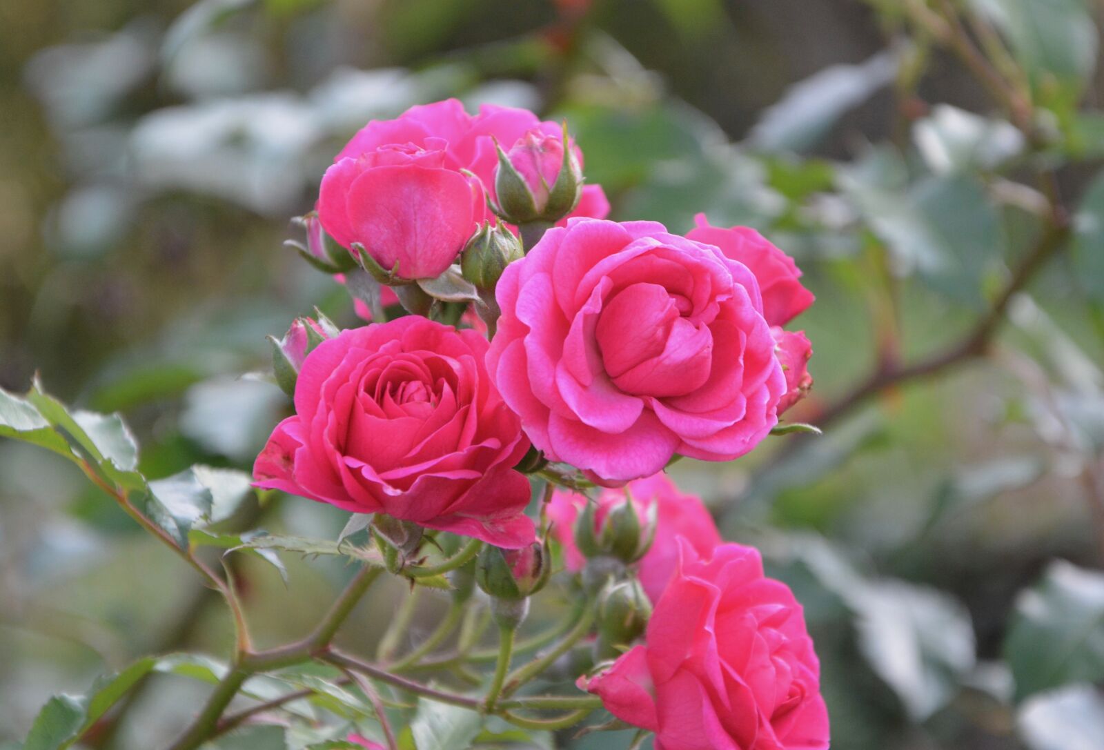 Nikon D5200 sample photo. Flower, roses, rosebush photography