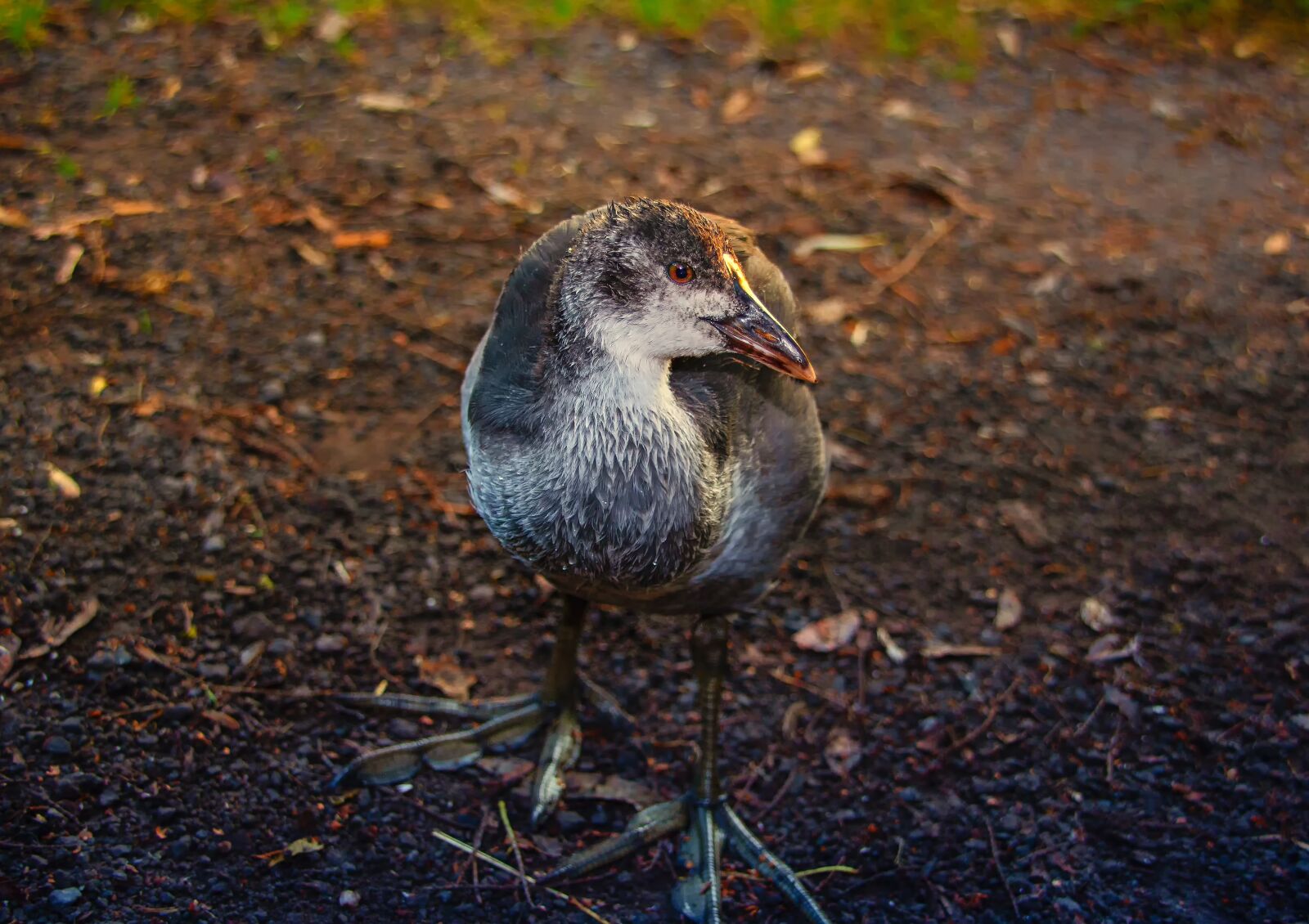 Canon EOS 60D sample photo. Bird, animal world, nature photography
