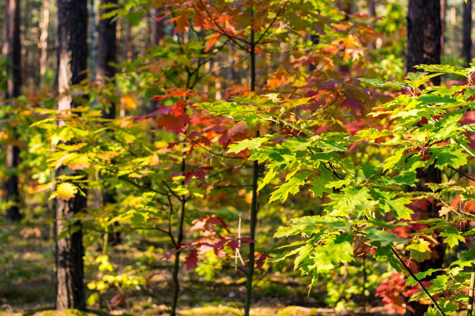 Nikon D5200 sample photo. Autumn, foliage, red photography