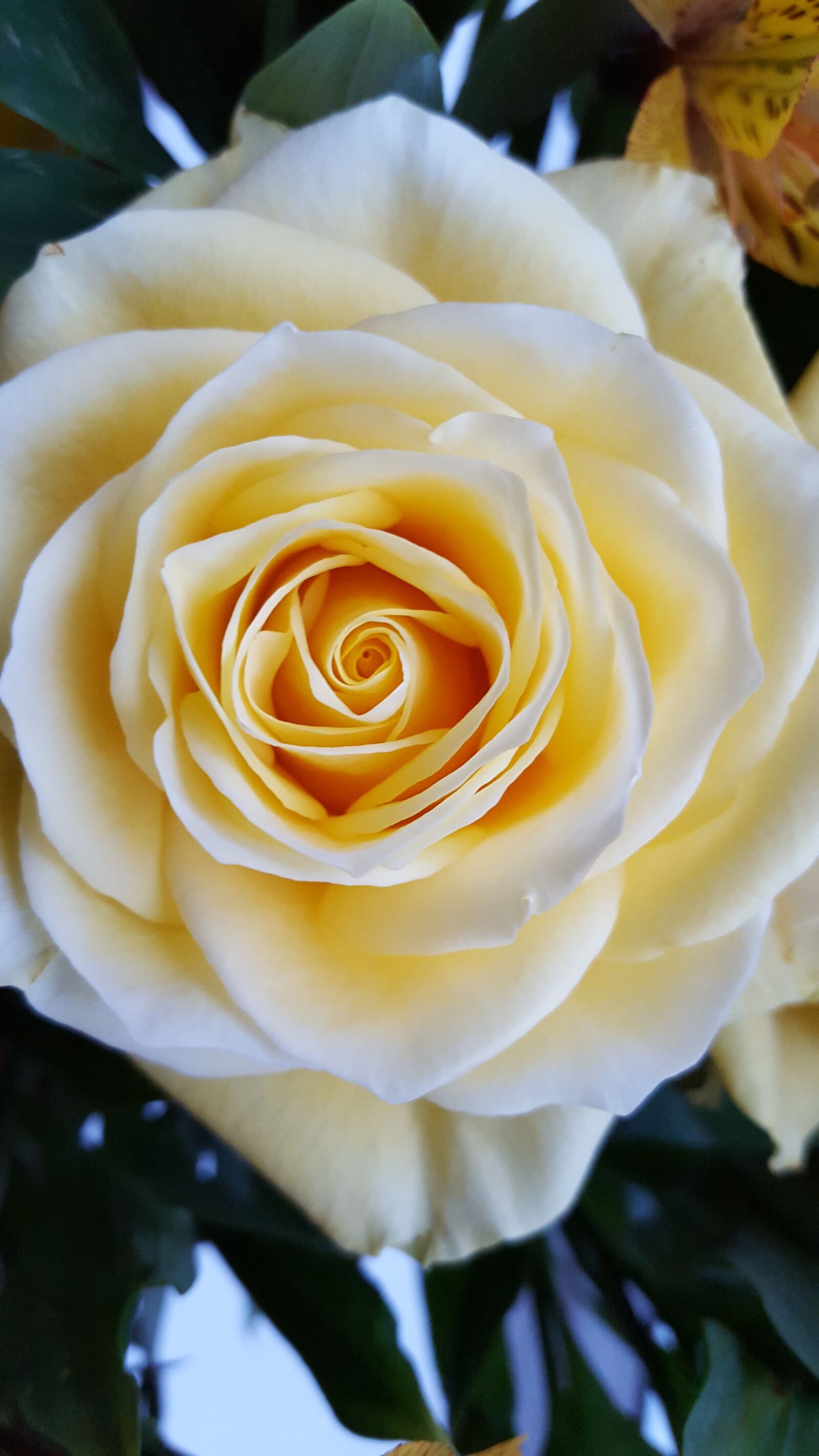 Samsung GALAXY S6 edge sample photo. Rose, creamrose, flower photography