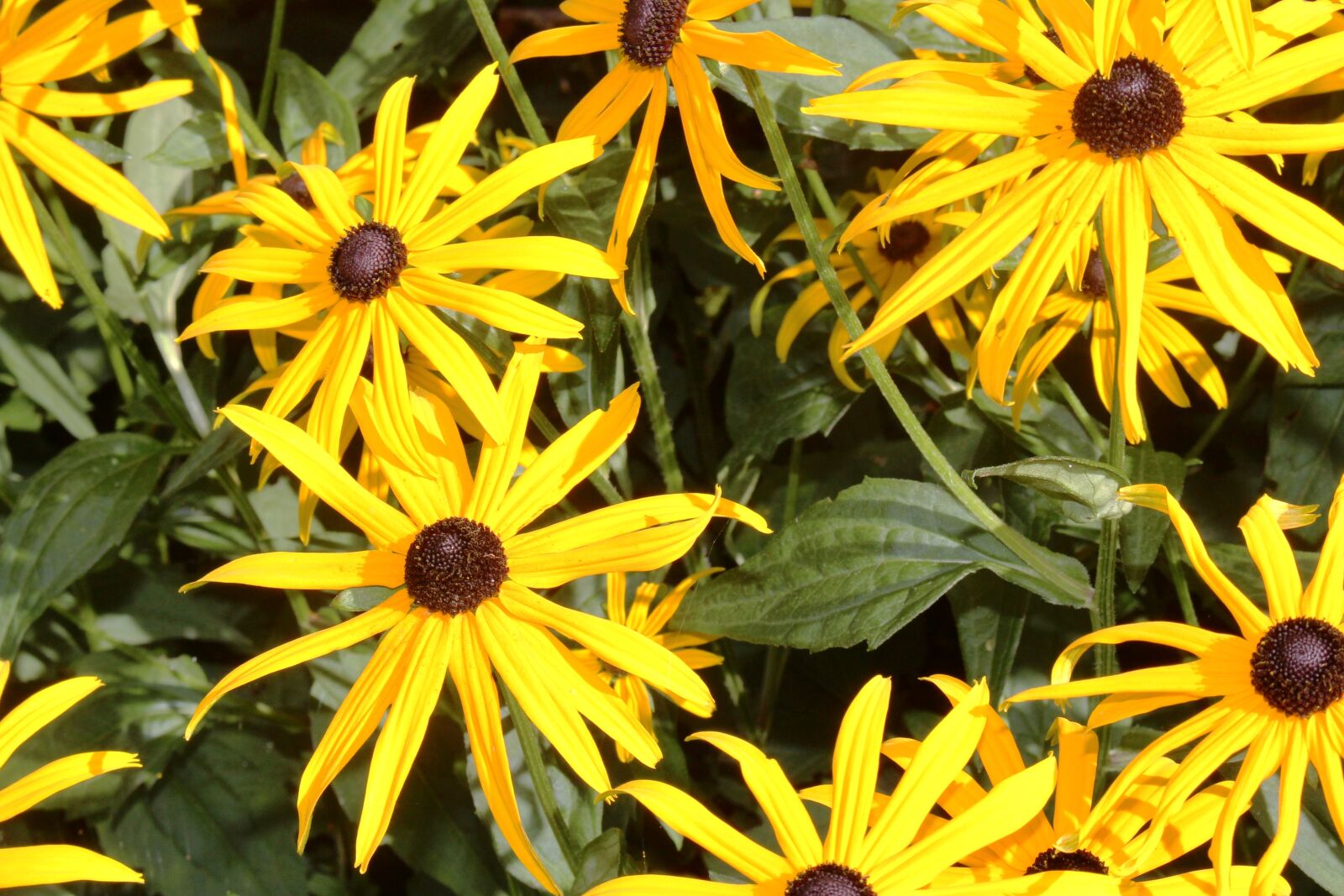 Canon EOS 700D (EOS Rebel T5i / EOS Kiss X7i) sample photo. Summer, flowers, coneflower photography