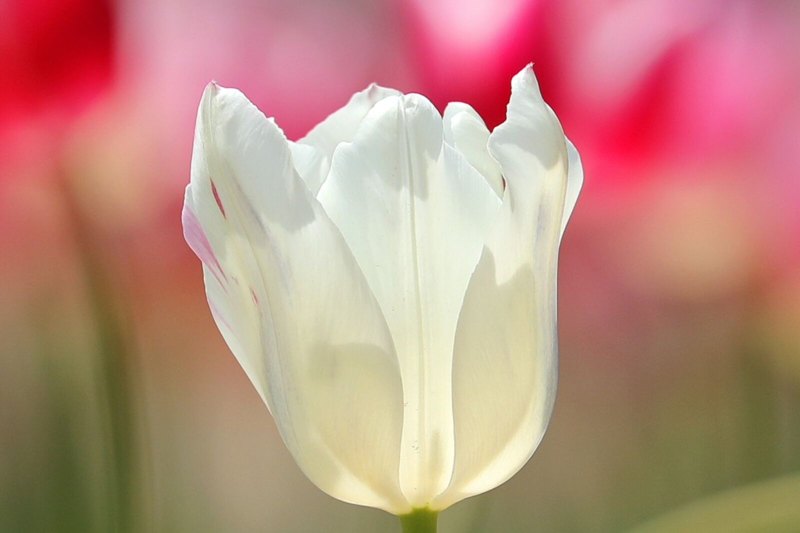 Canon EOS 5D Mark IV sample photo. Tulip, white, flowers photography