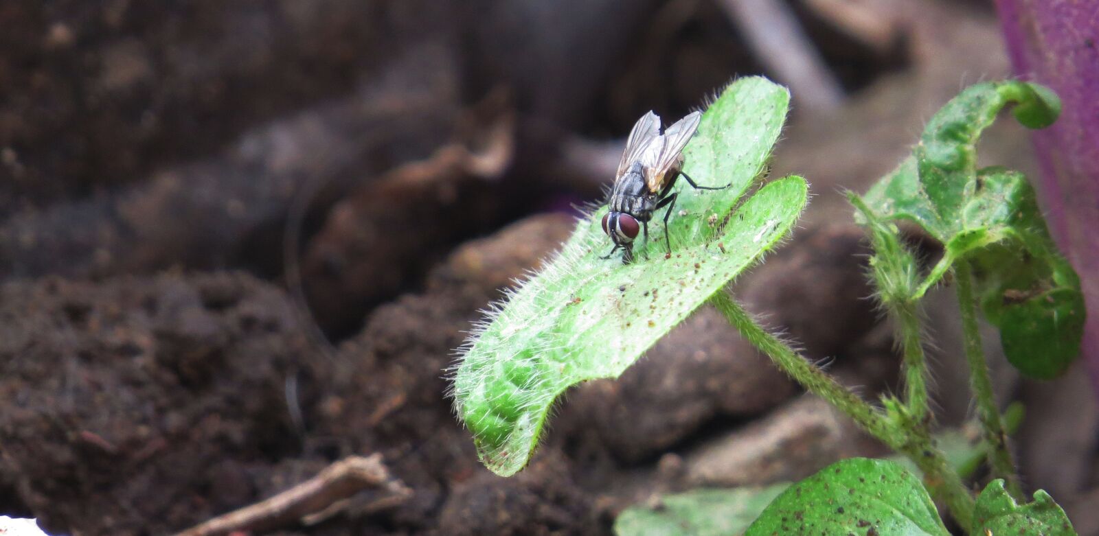 Canon PowerShot SX50 HS sample photo. Insect, flying, fly photography