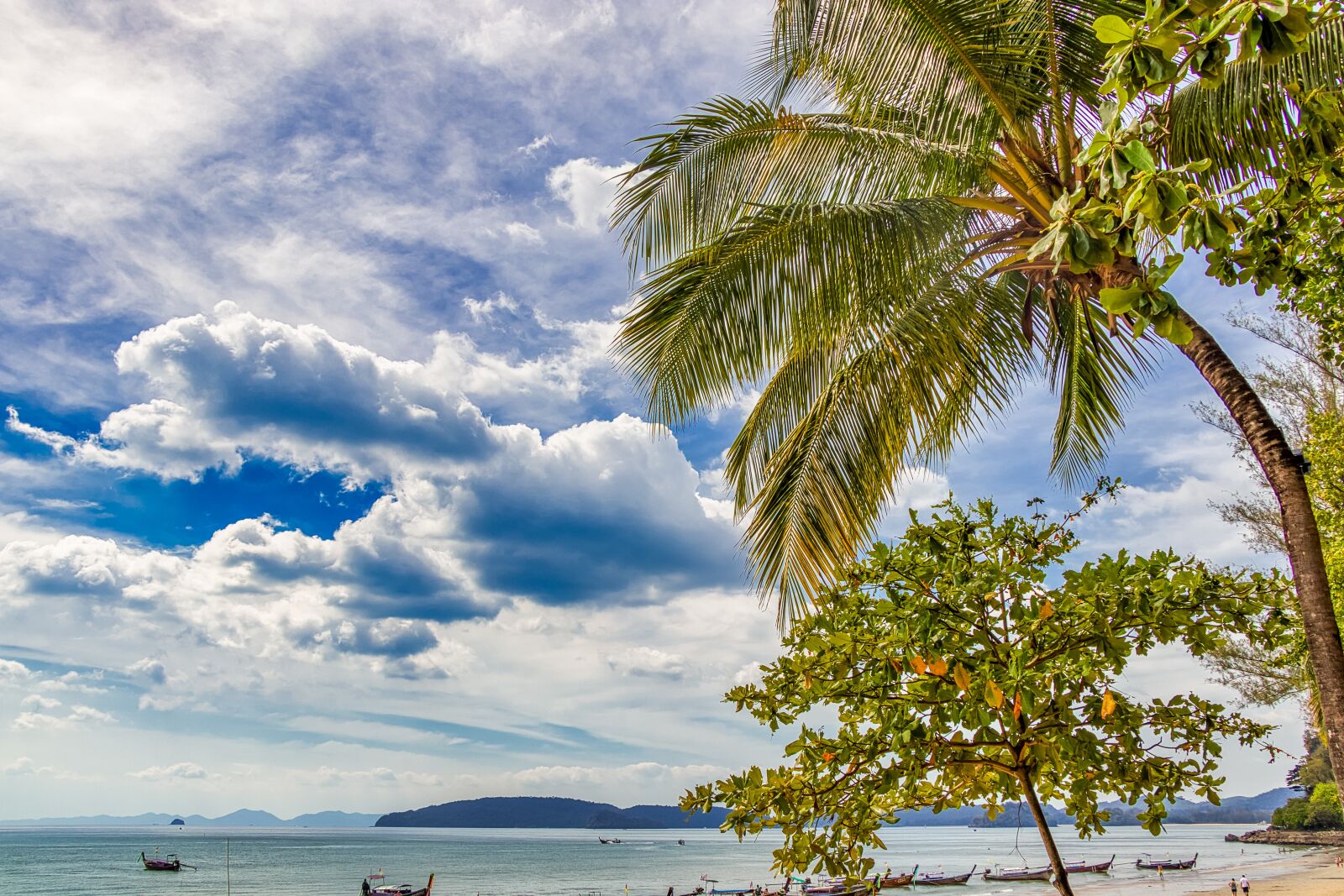 Canon EOS 80D sample photo. Thailand, palm trees, sky photography