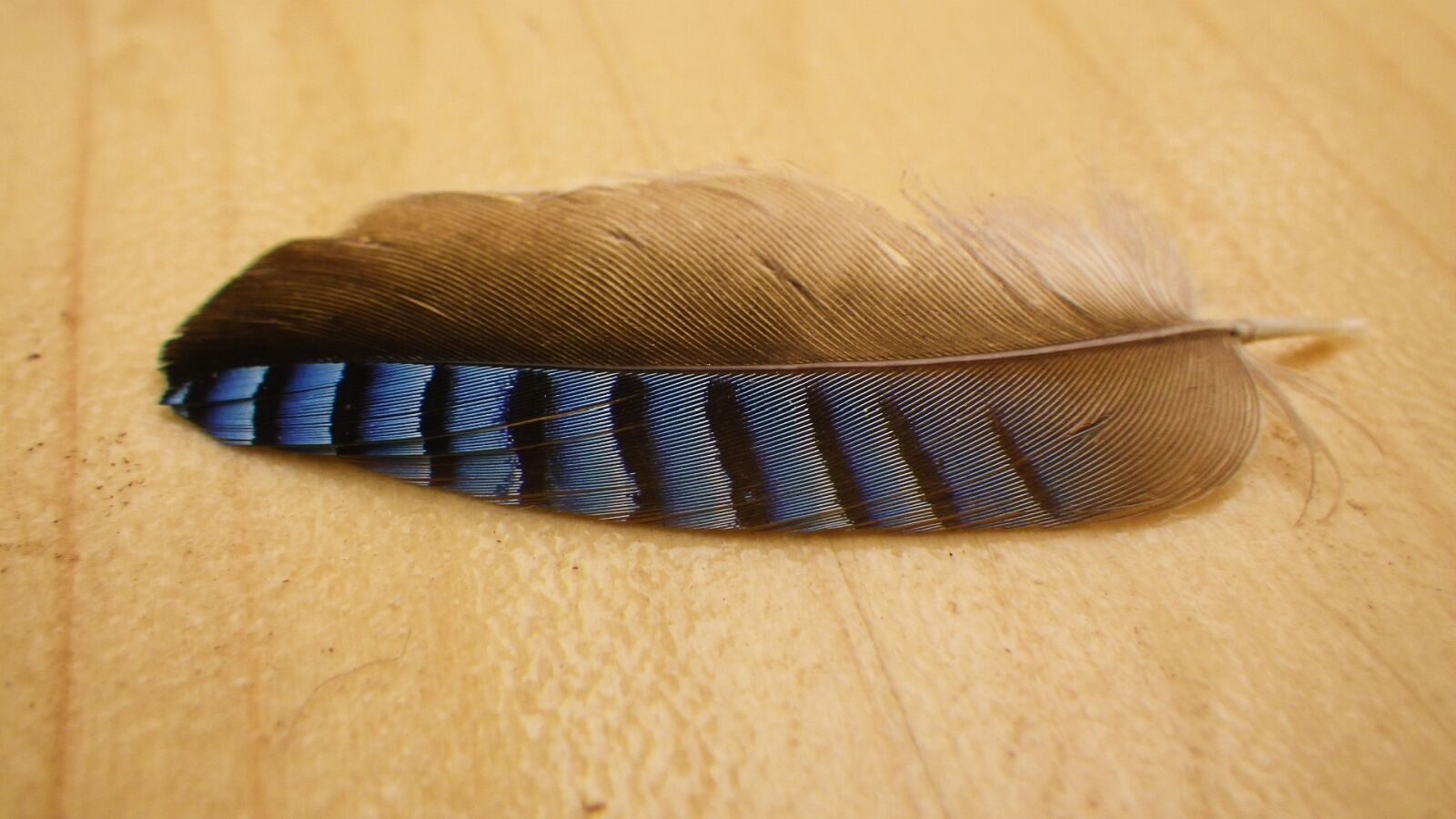 Pentax Optio WG-1 sample photo. Feather, jay, close up photography