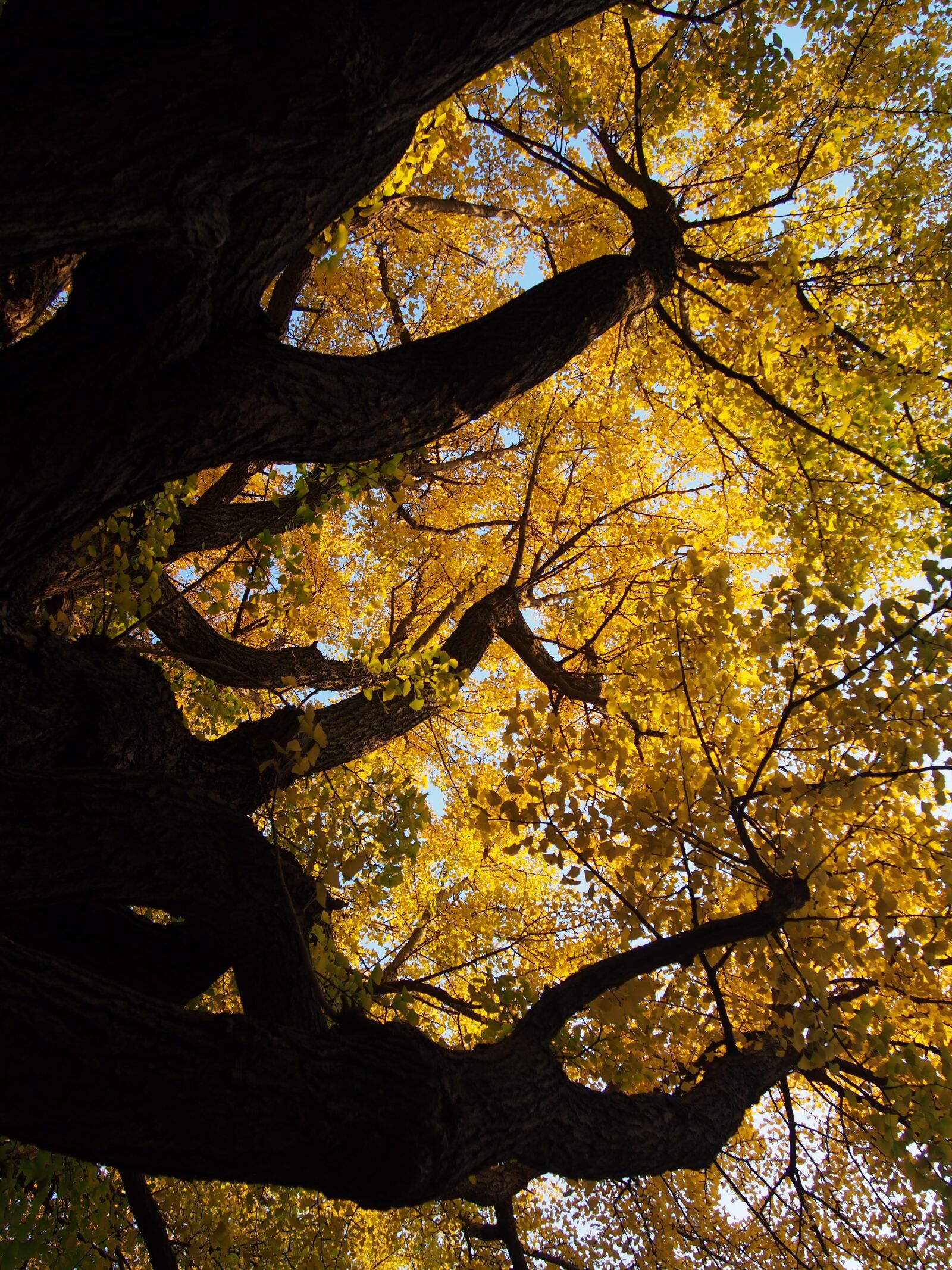 Olympus PEN E-PL6 sample photo. Ginkgo biloba, big tree photography
