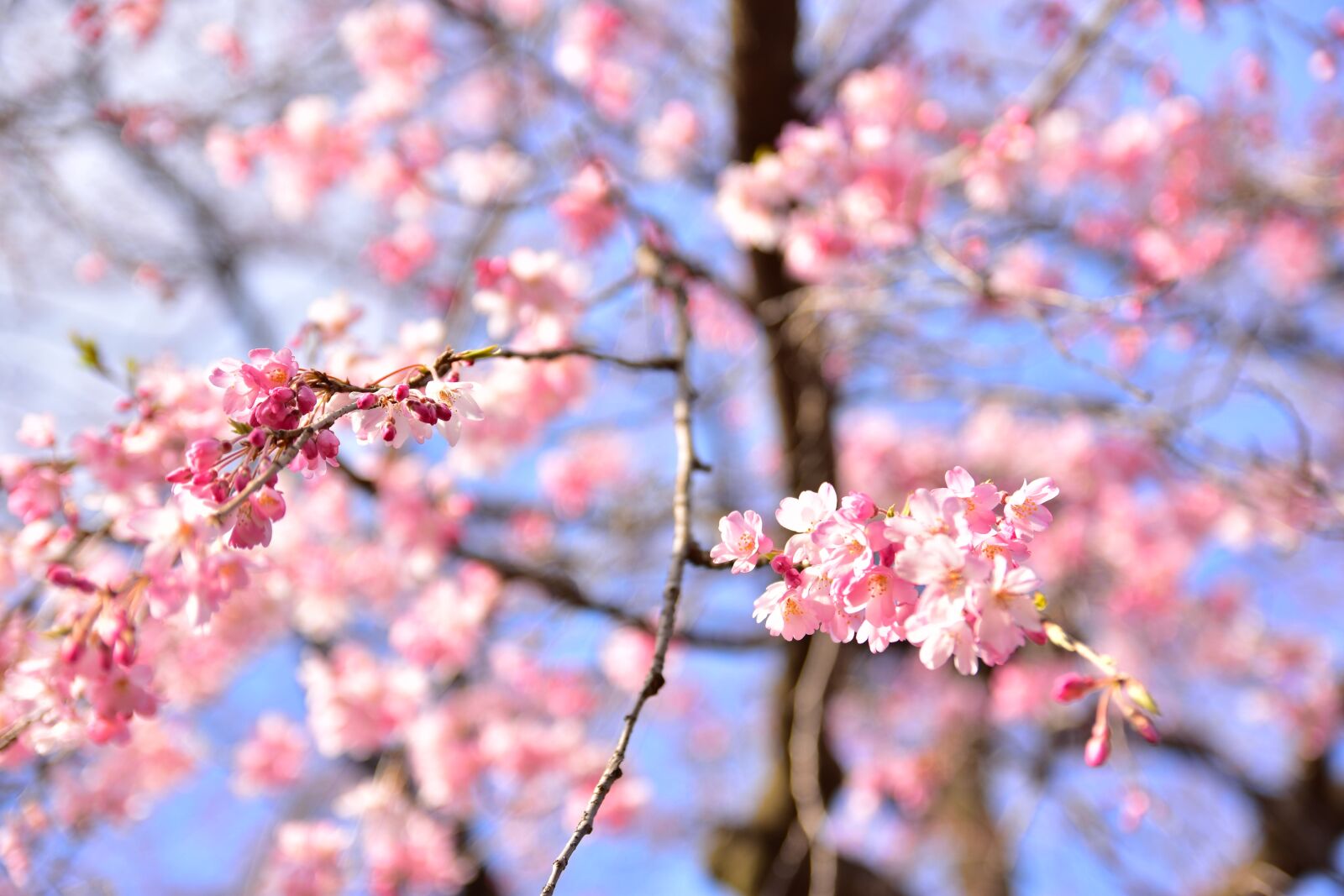 Nikon D7200 sample photo. Sakura, tokyo, japan photography