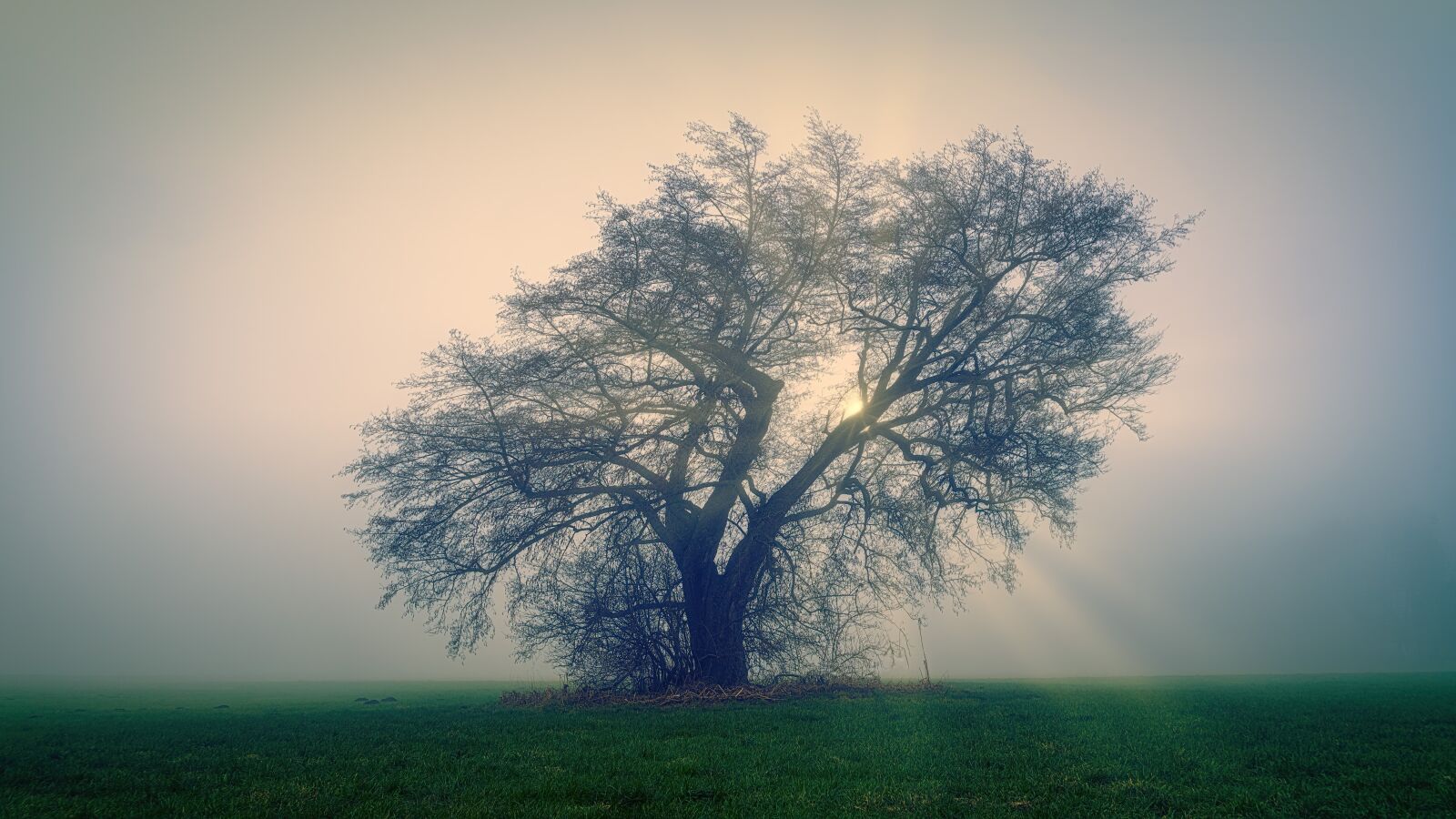 Sony a7 II + Sony FE 24-240mm F3.5-6.3 OSS sample photo. Tree, meadow, sunbeam photography