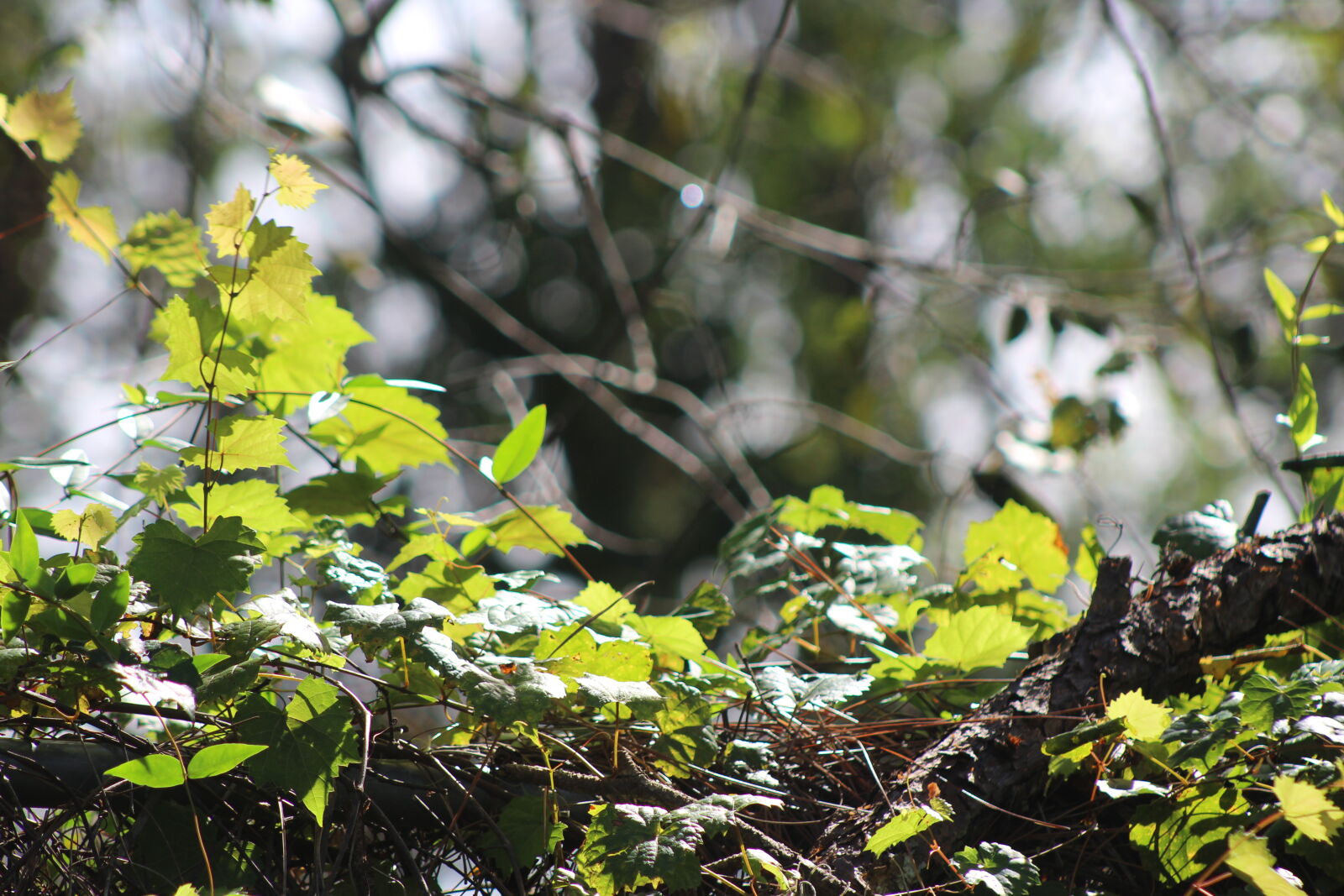 Canon EF 75-300mm f/4-5.6 sample photo. Branch, branches, forest, green photography