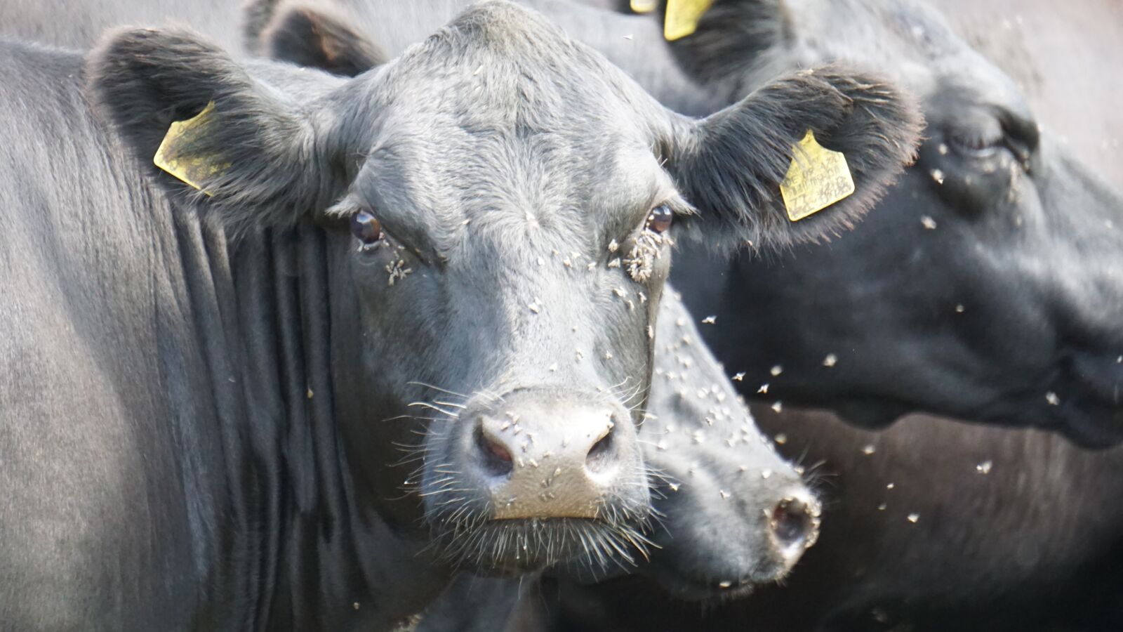 Sony E 55-210mm F4.5-6.3 OSS sample photo. Cow, animal, beef photography