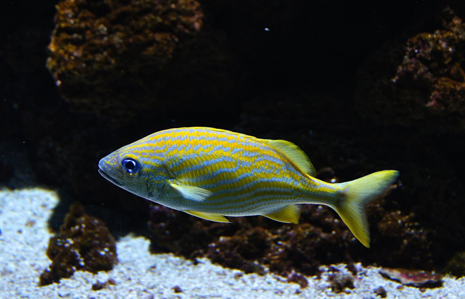 Sony Alpha DSLR-A580 sample photo. Sea fish, fish, coral photography