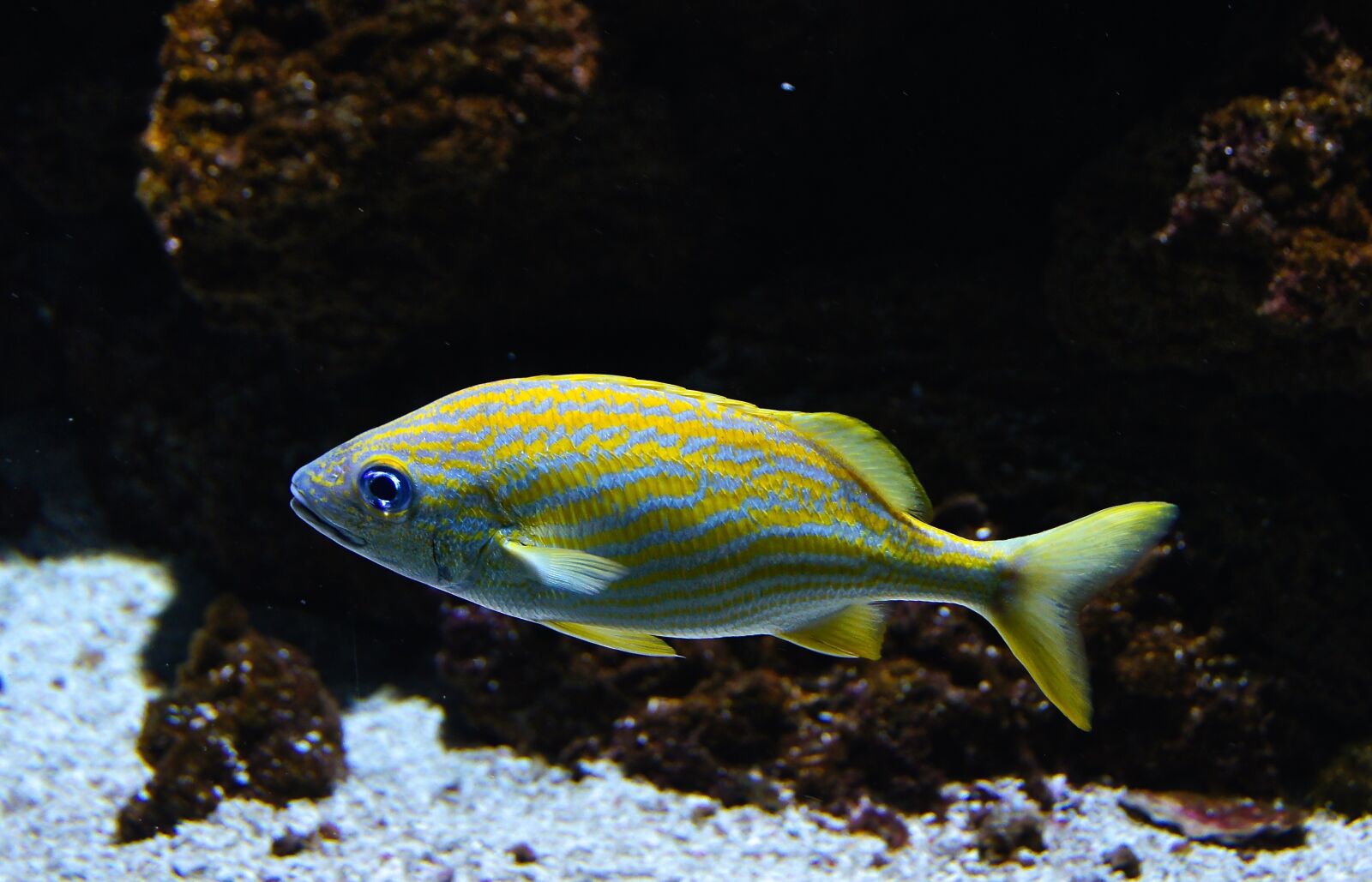 Sony Alpha DSLR-A580 + Sony DT 18-250mm F3.5-6.3 sample photo. Sea fish, fish, coral photography