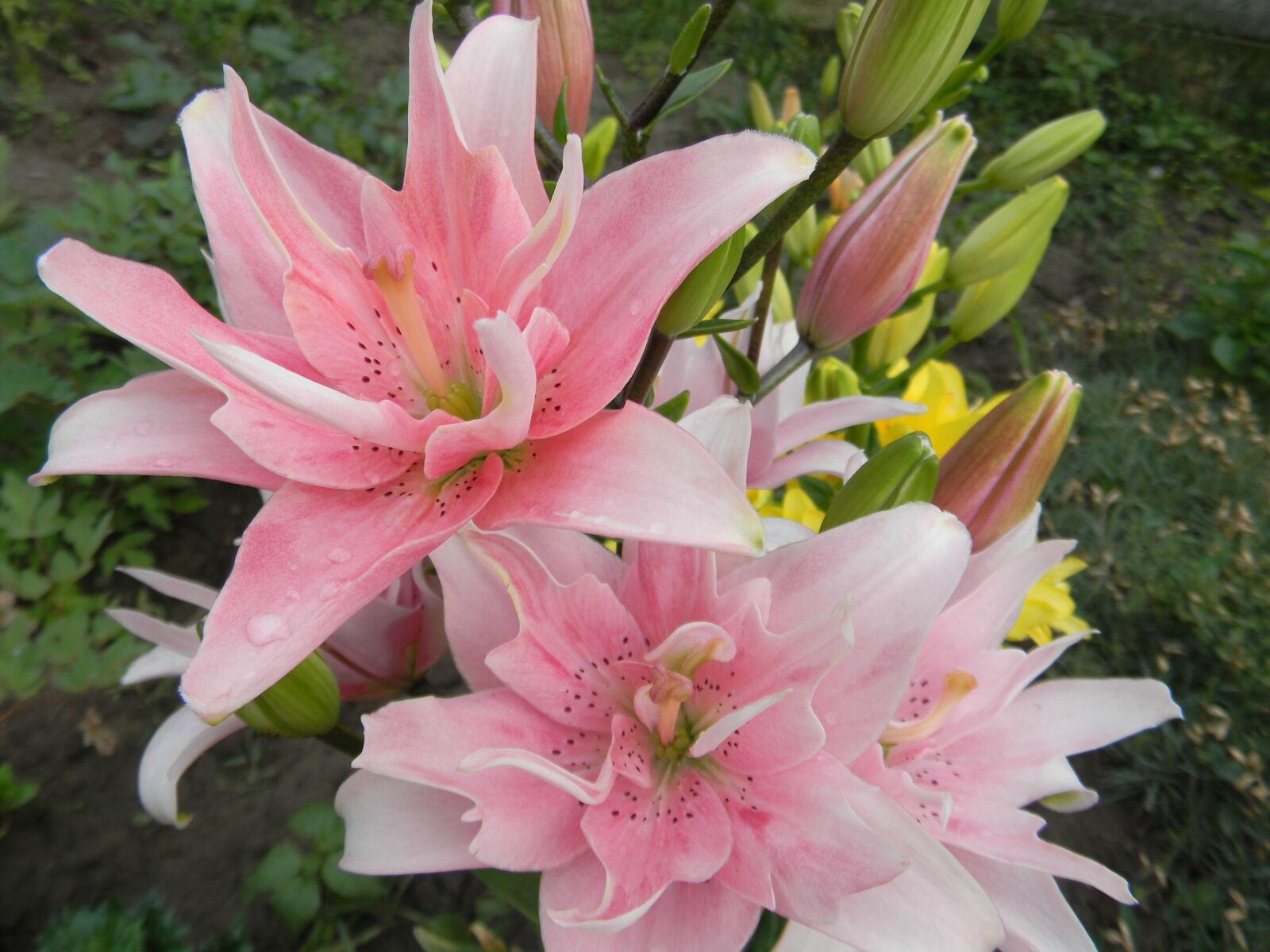 Nikon Coolpix L110 sample photo. Flowers, summer, garden photography