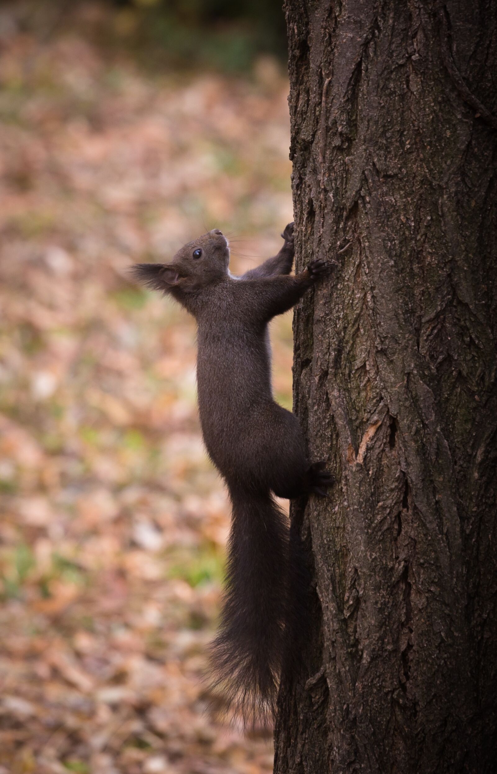 Canon EOS 6D + Canon EF 70-200mm F4L USM sample photo. Animal, nature, portrait photography