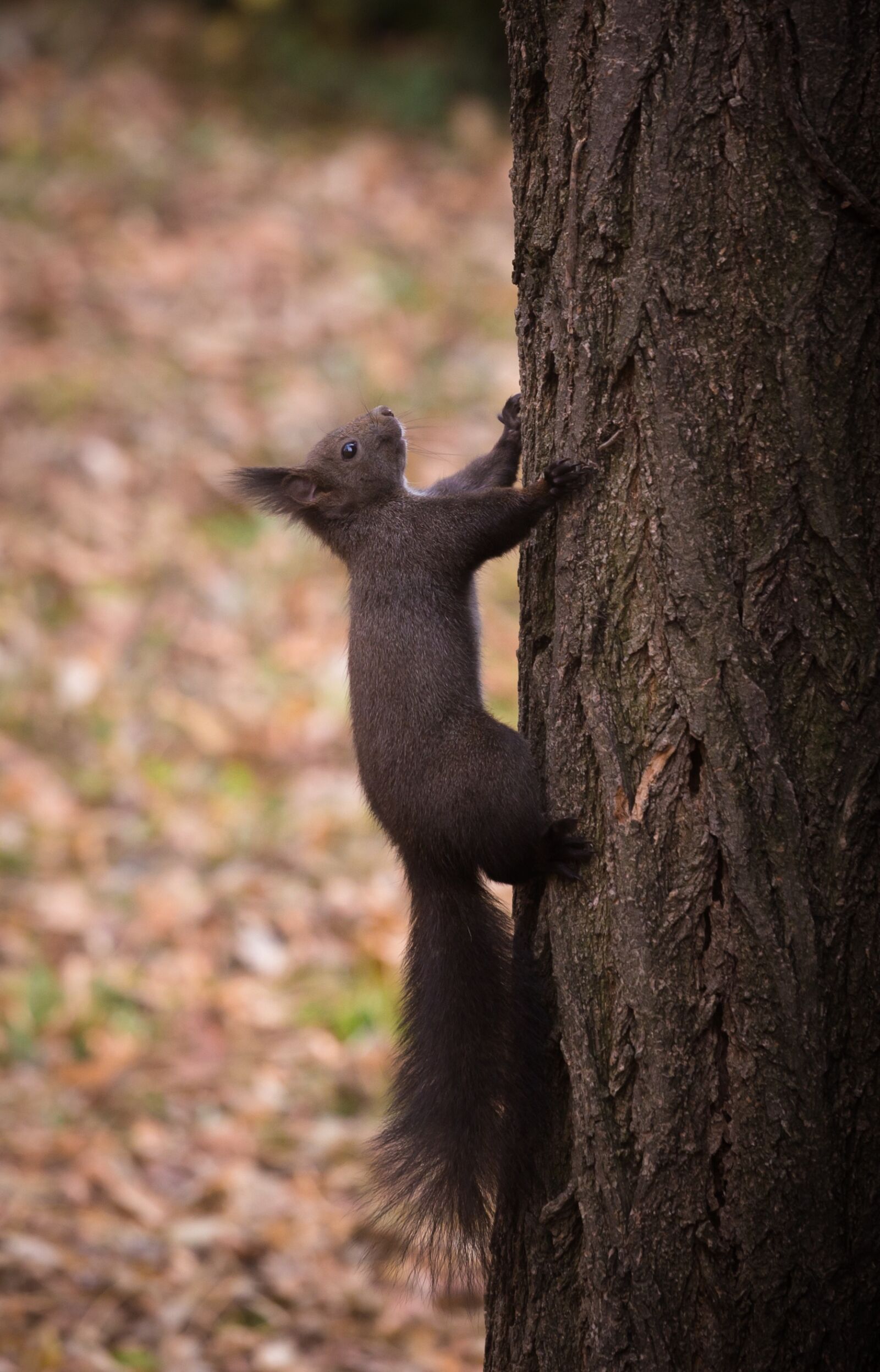 Canon EF 70-200mm F4L USM sample photo. Animal, nature, portrait photography