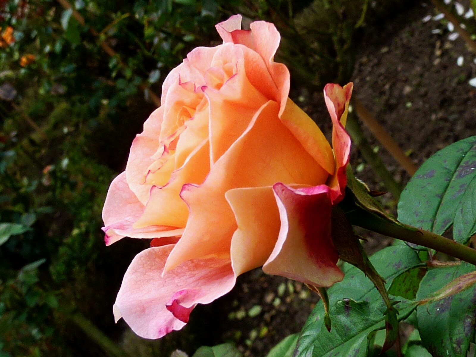 Panasonic DMC-TZ7 sample photo. Roses, pink, rose flower photography