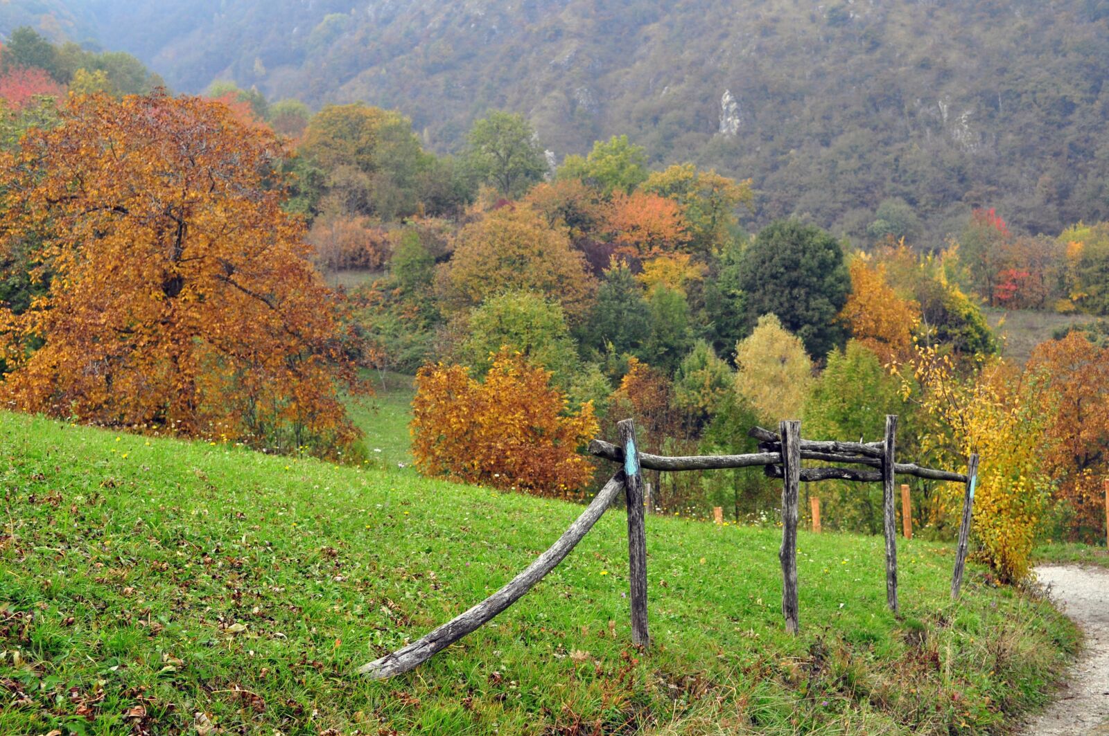 Nikon D5000 sample photo. Autumn, trees, nature photography
