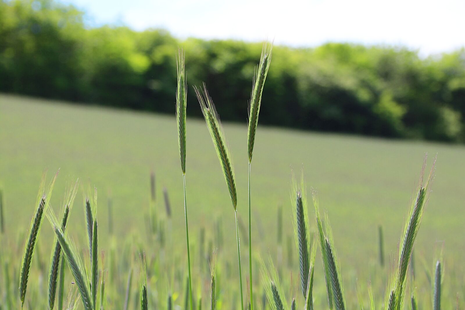 Canon EOS 650D (EOS Rebel T4i / EOS Kiss X6i) sample photo. Cereals, ear, field photography