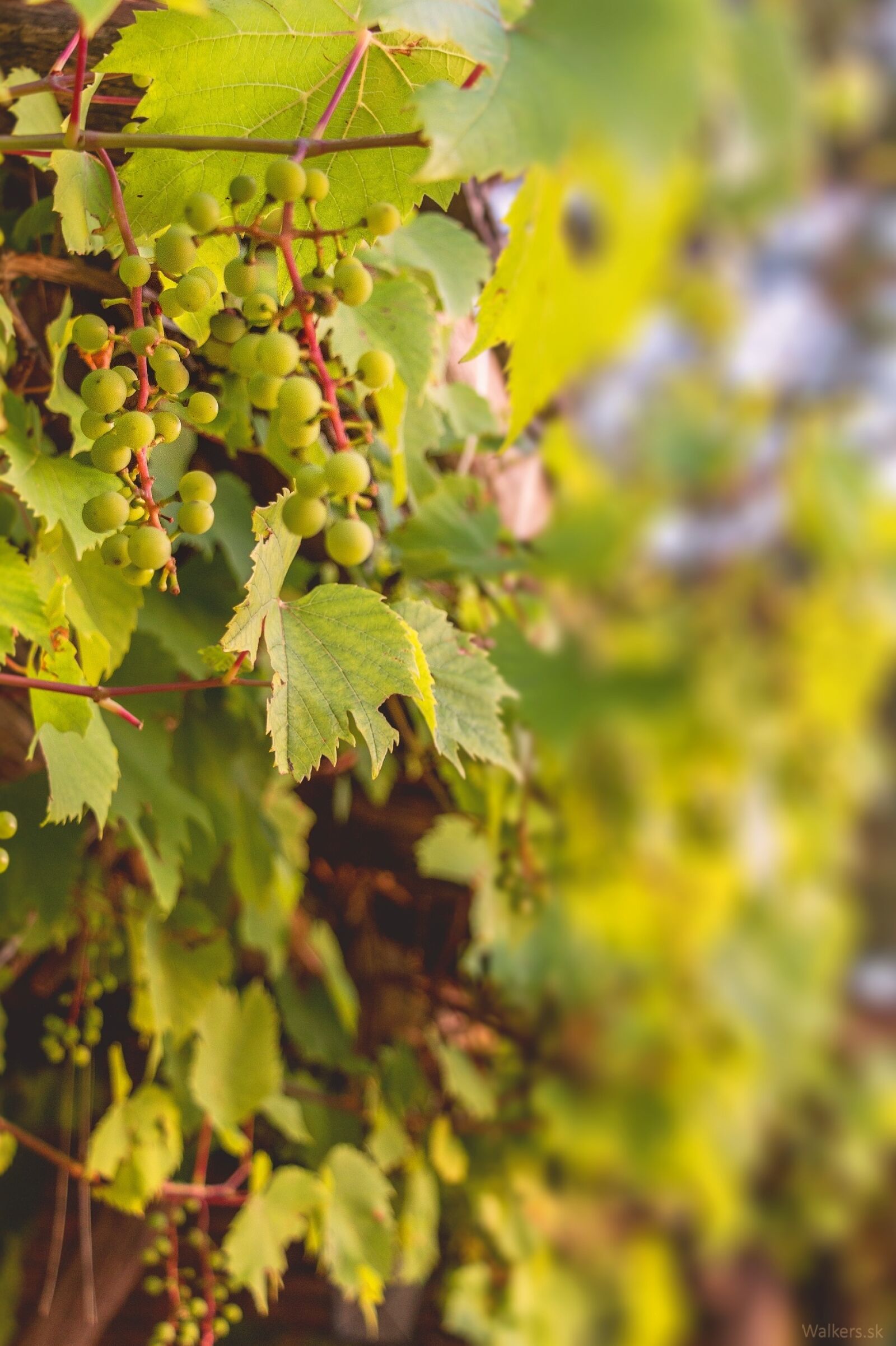Canon EOS 70D sample photo. Grapes, vine, wine photography